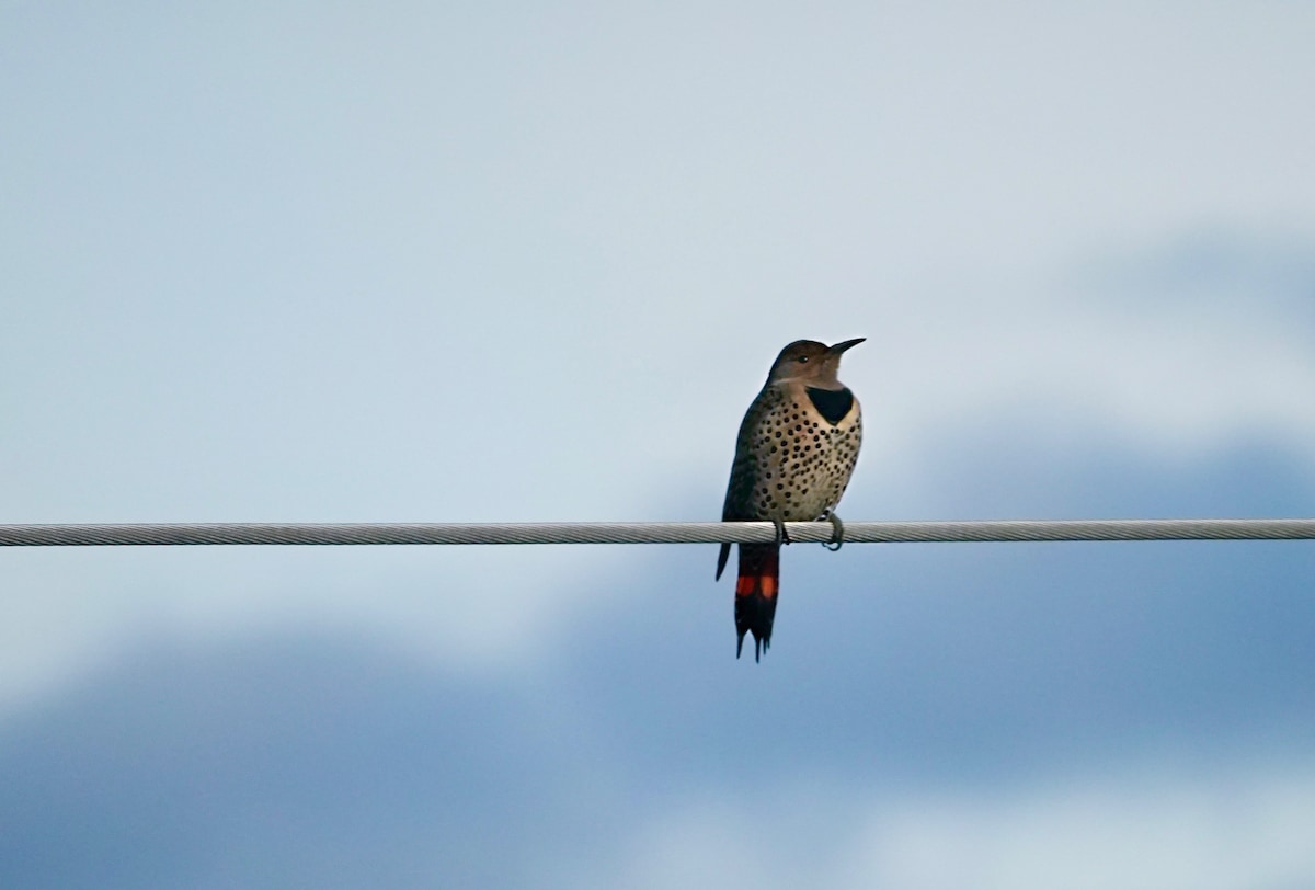 Northern flicker (1).jpeg