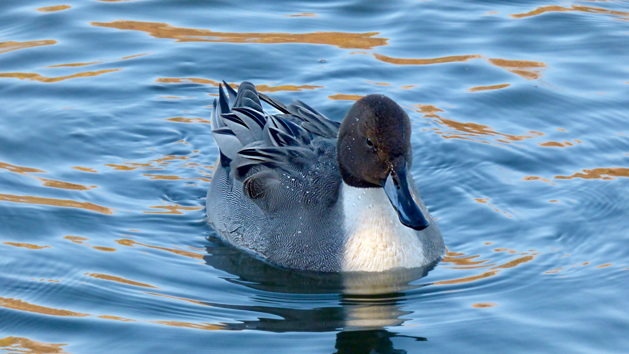 Northern Pintail.jpg