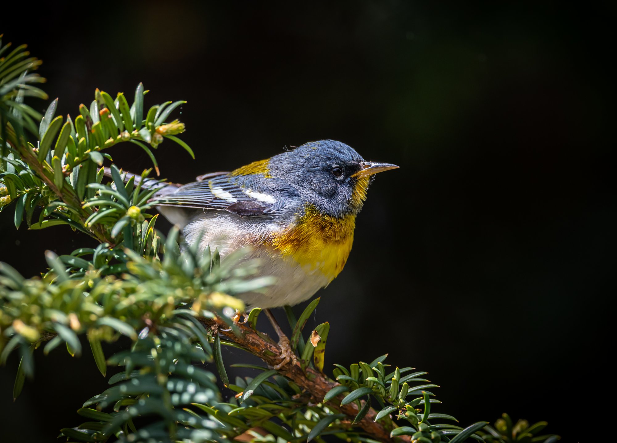 northern_parula_5-9-2020-8.jpg