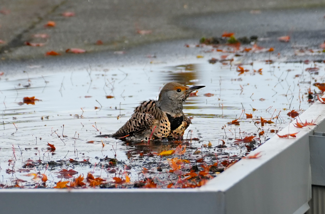 NorthernFlicker bath.jpeg