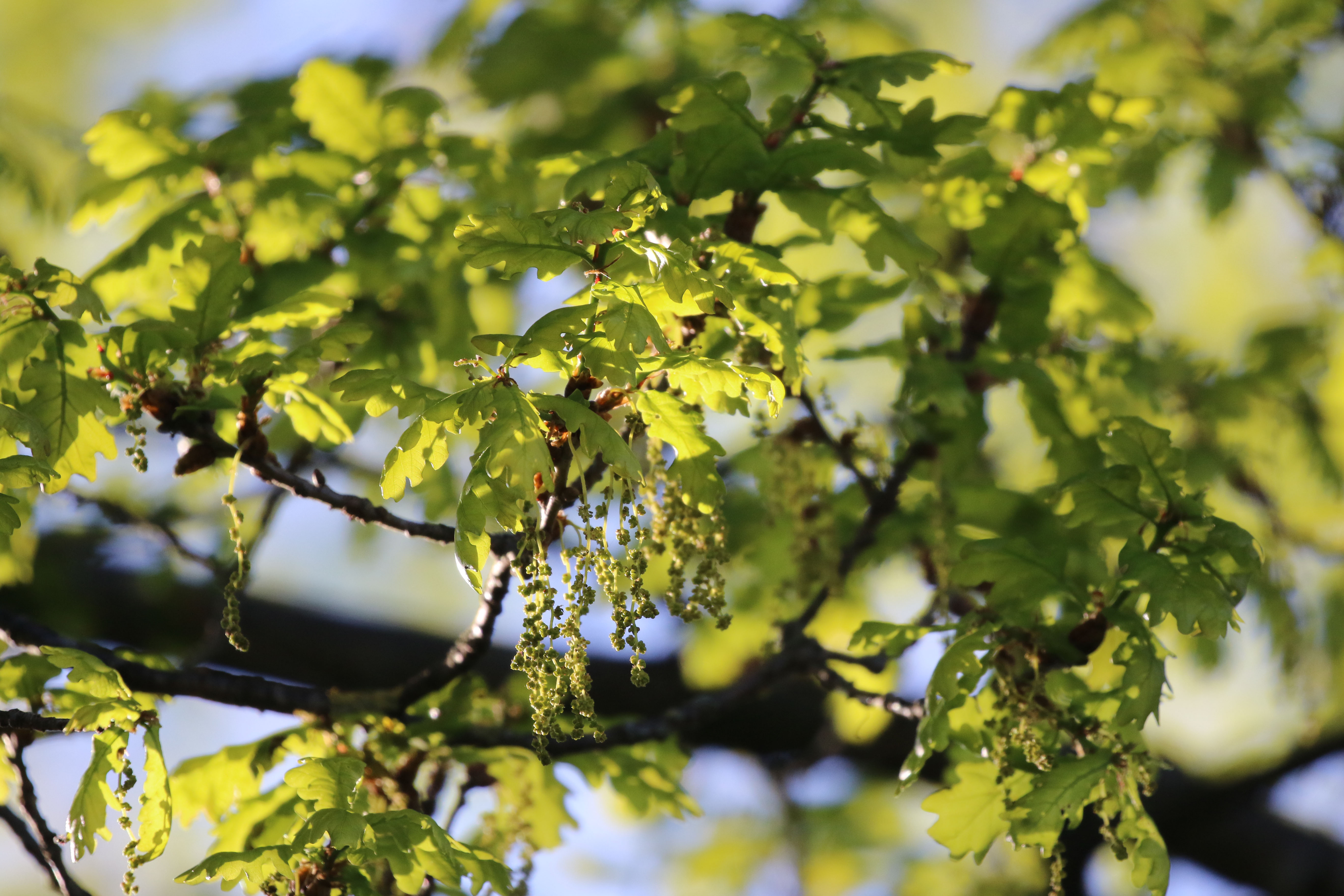 oak leaves.jpg
