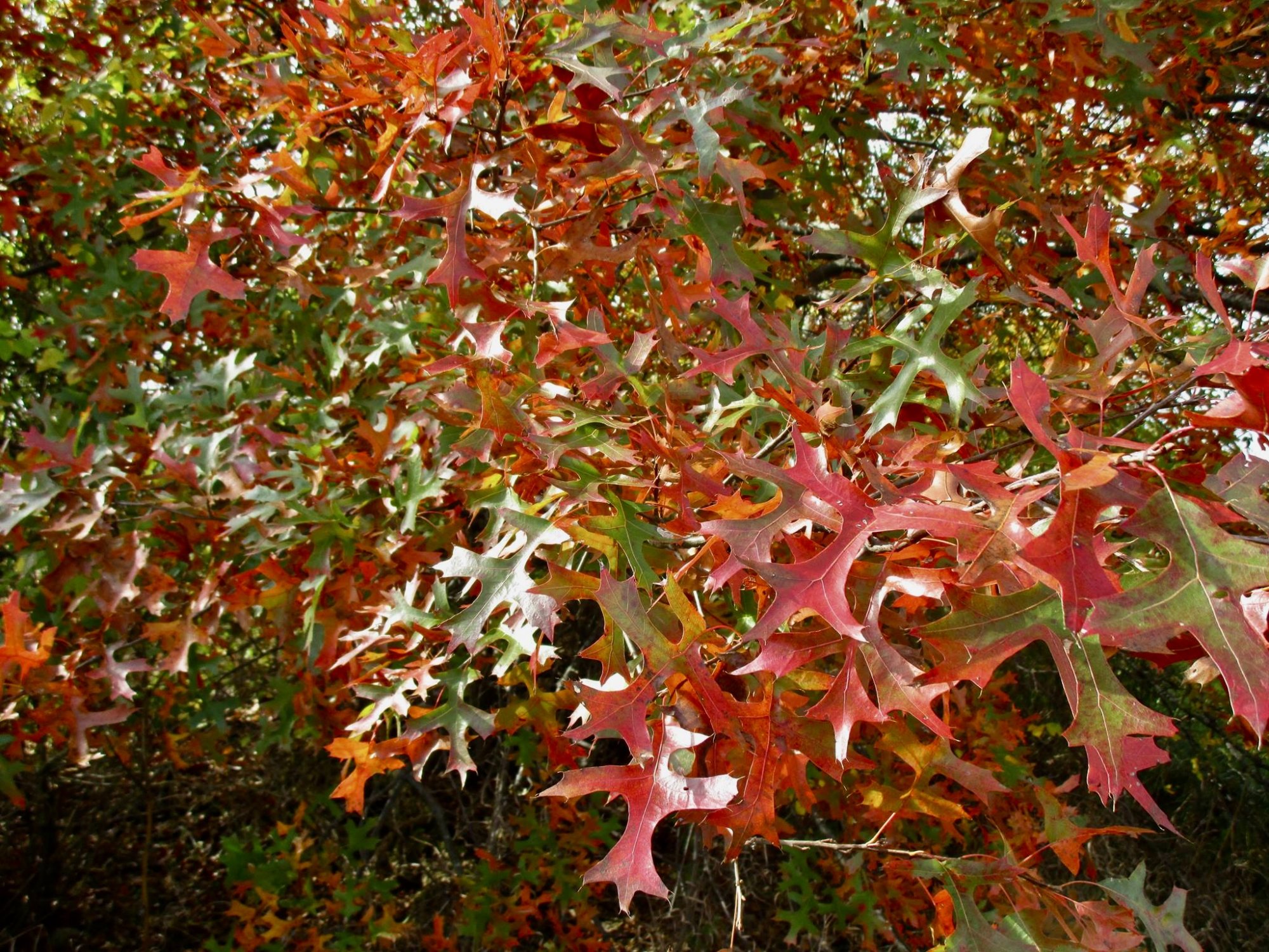 oak leaves turning.jpg