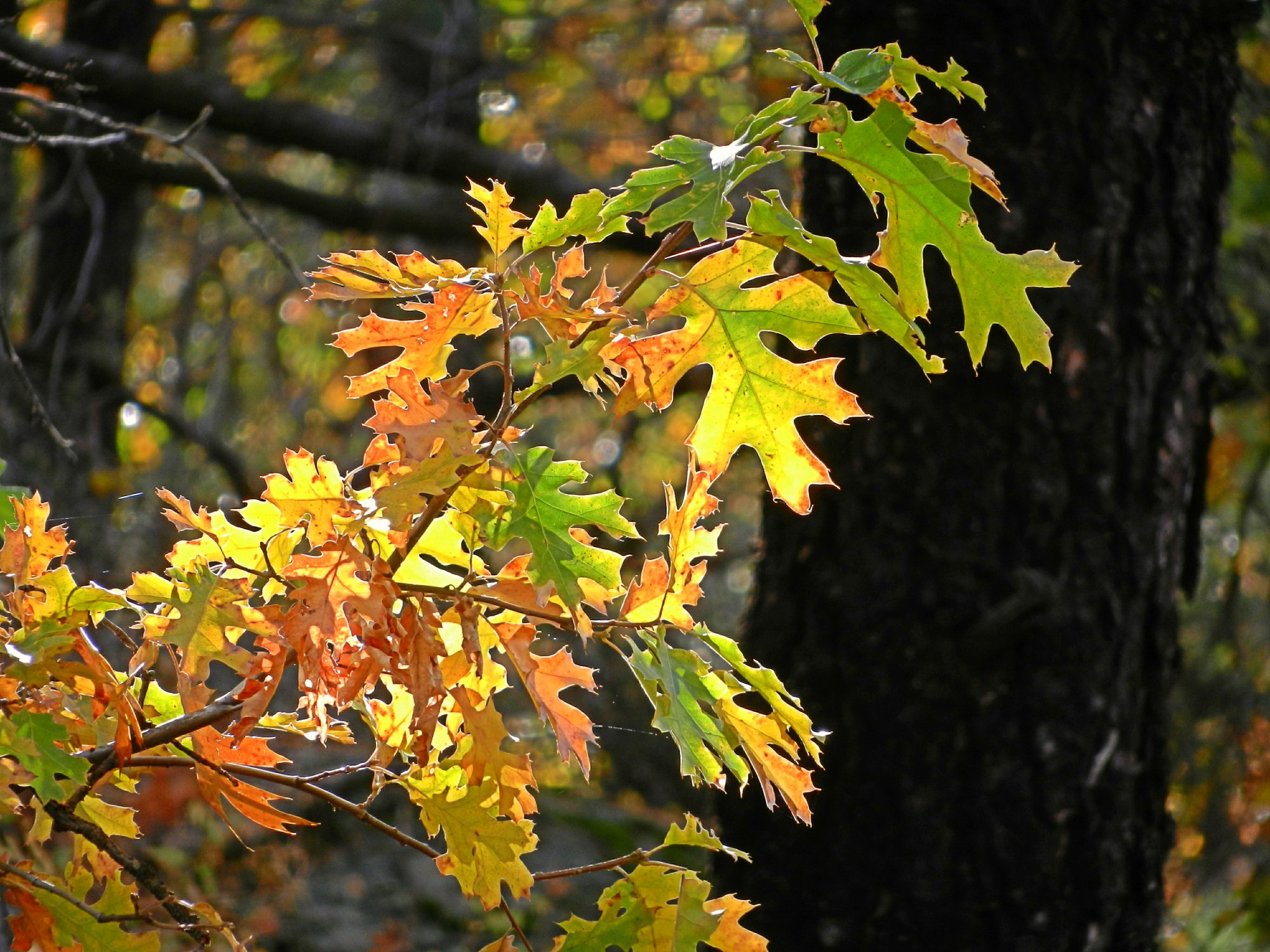 oak leaves turning on Laguna mtn x2.jpg