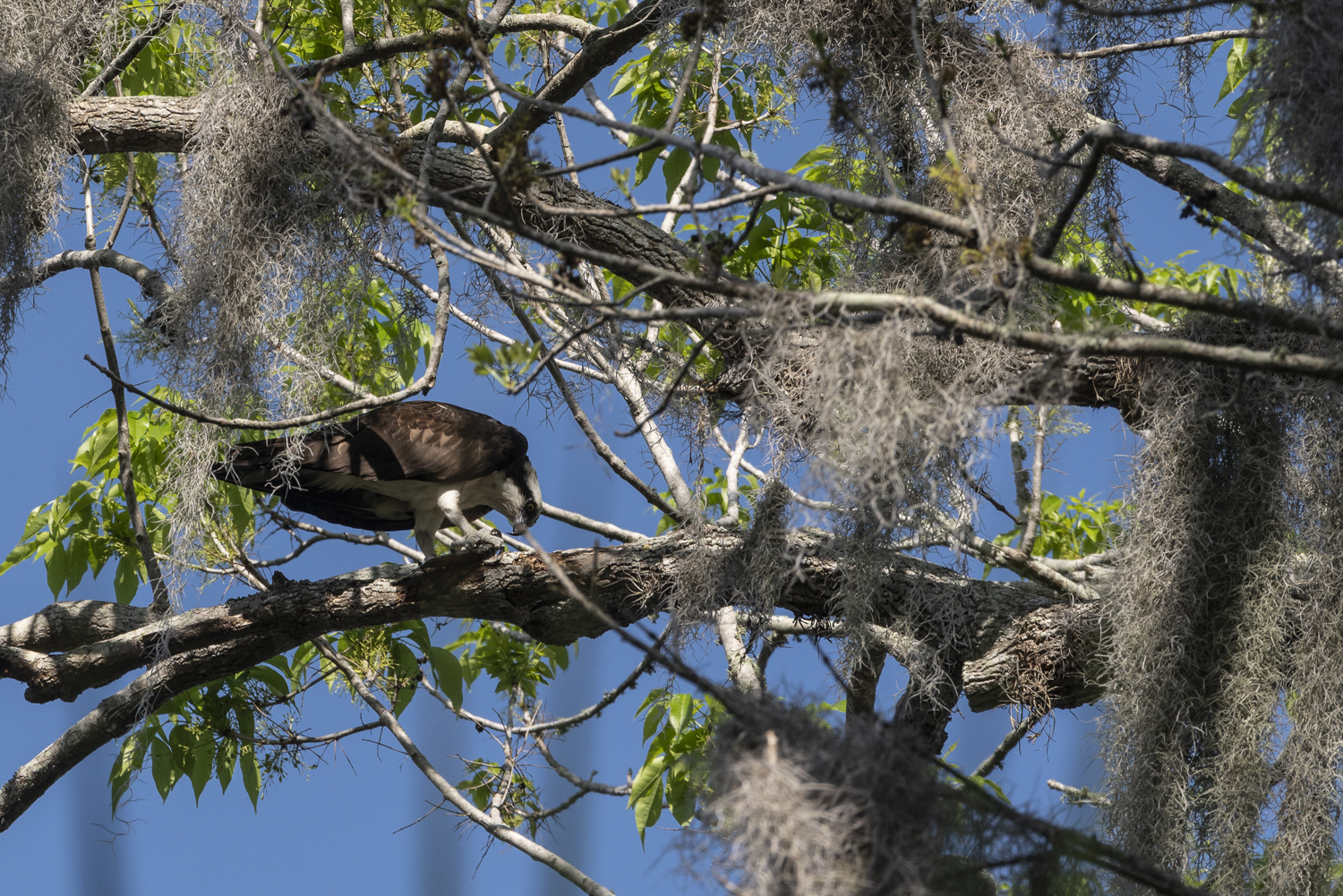 Oakland Preserve - 1500px-21.JPG