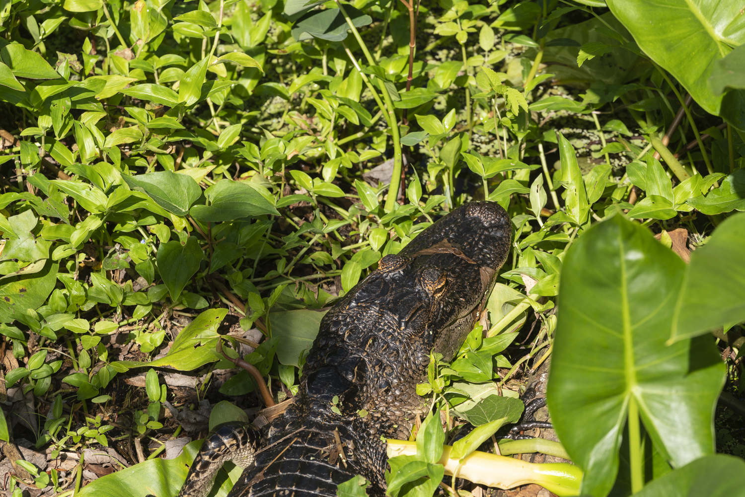 Oakland Preserve - 1500px-22.JPG