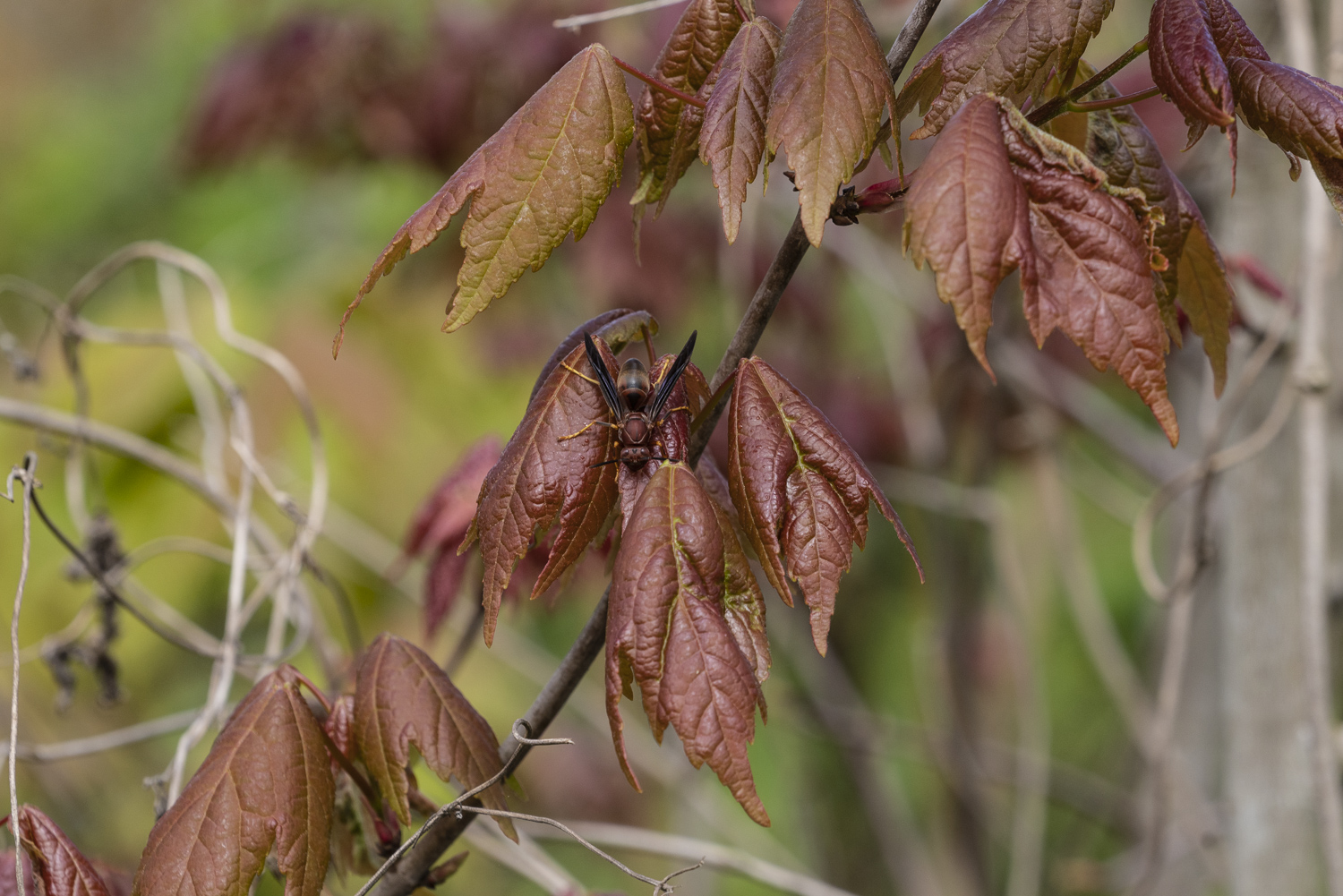 Oakland Preserve - 1500px-26.JPG