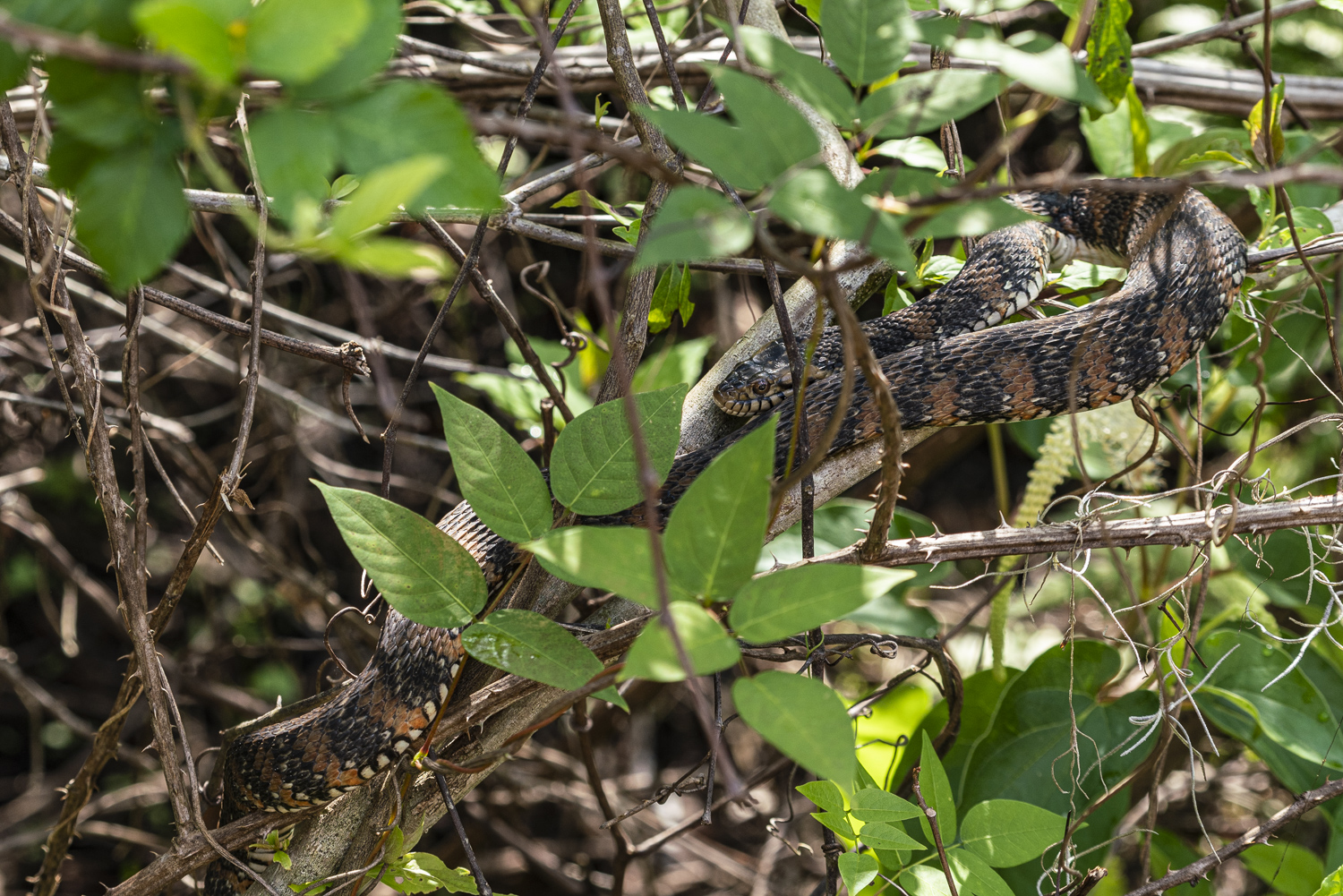 Oakland Preserve - 1500px-3.JPG