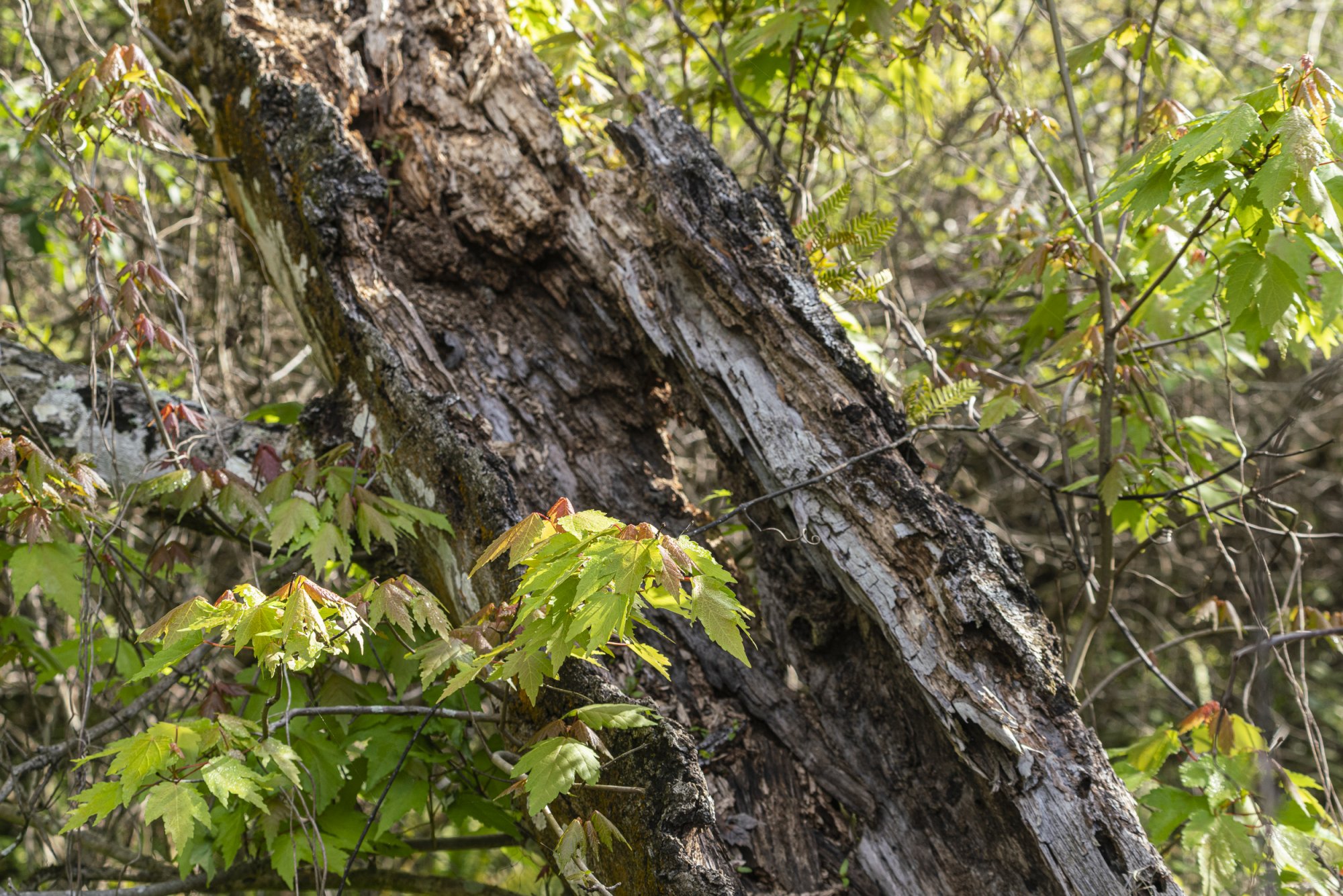 Oakland Preserve - 2500px-1.JPG