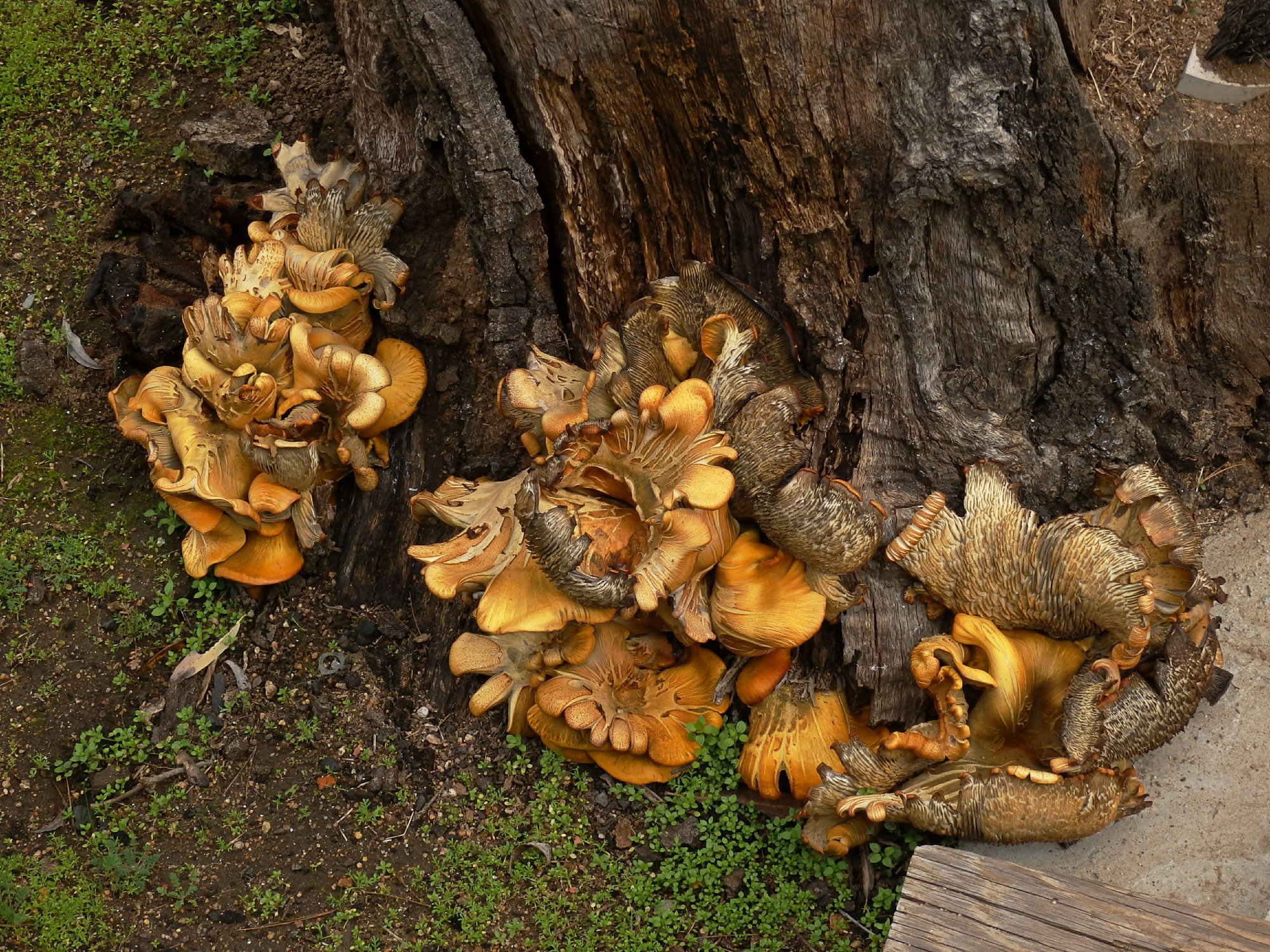 oaktree fungus x.jpg