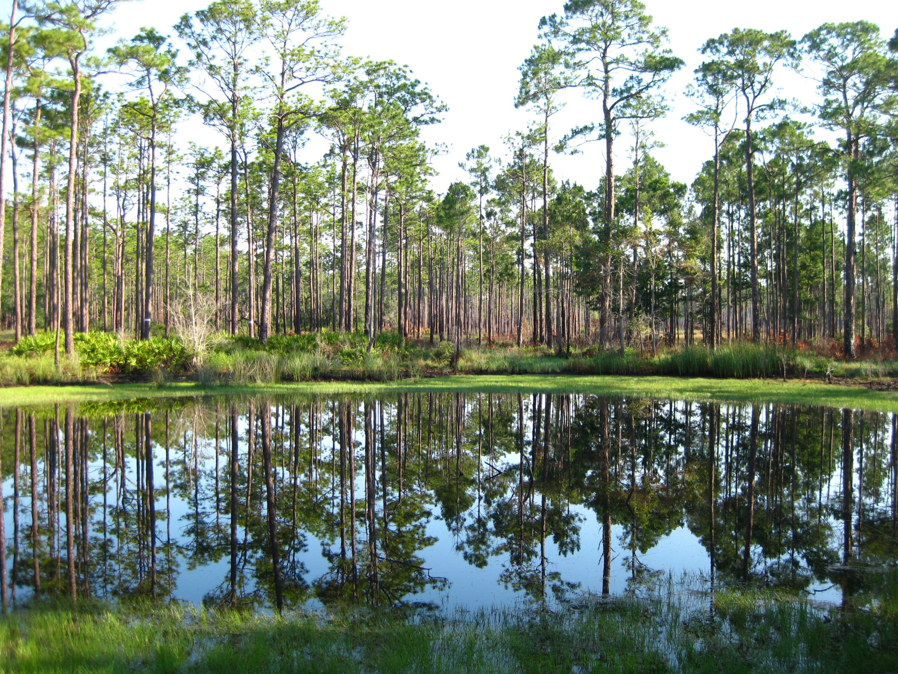 ochlockonee_state_park_pond.jpeg