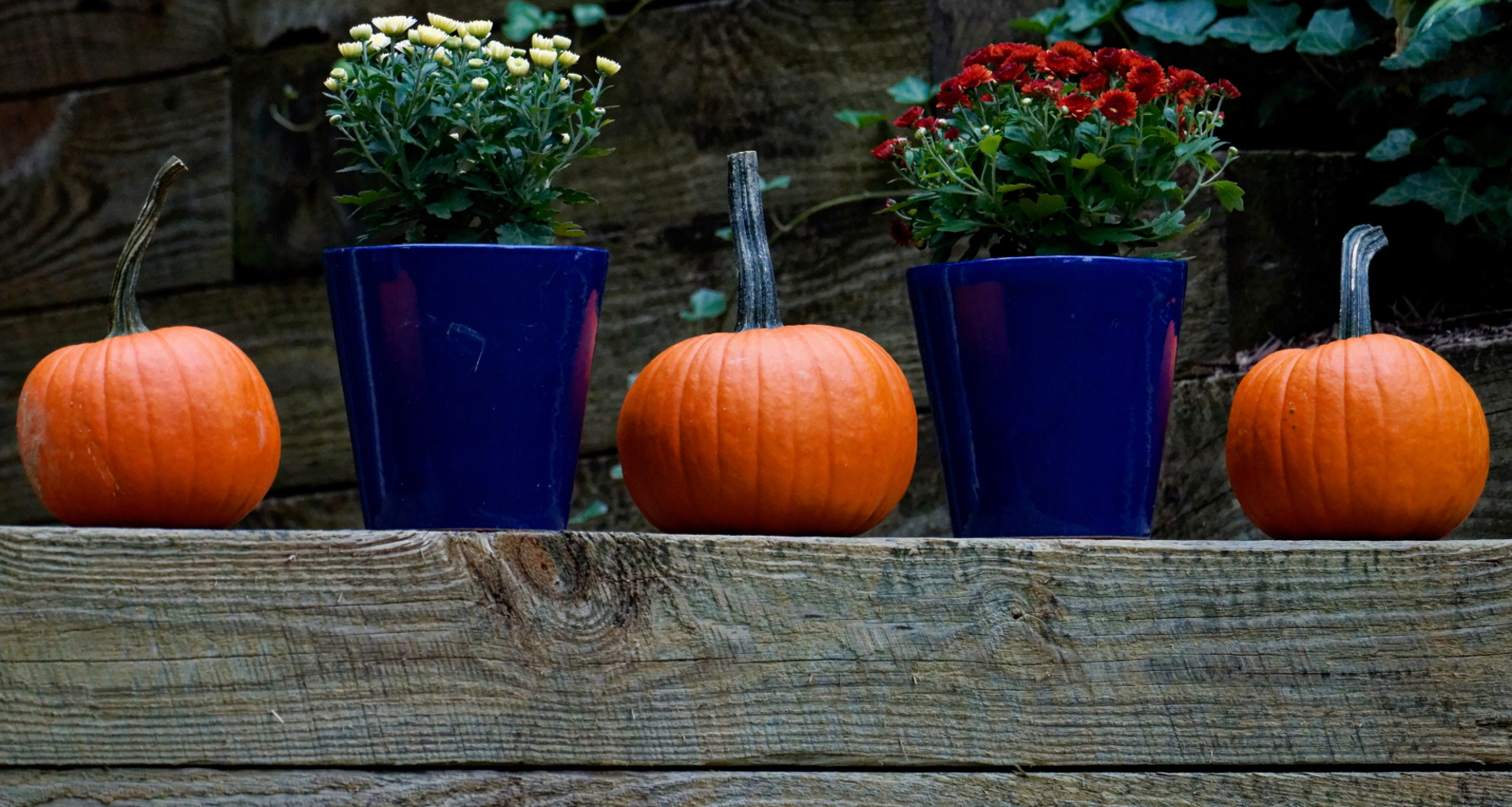 October Pumpkins and Flowers.jpeg