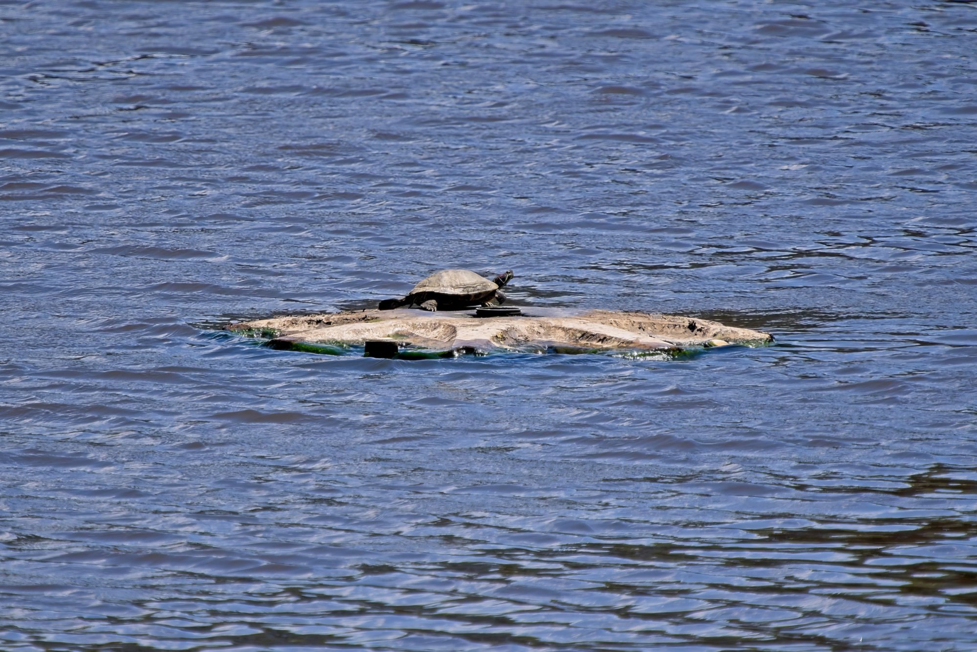 On an Island All By Himself.jpeg