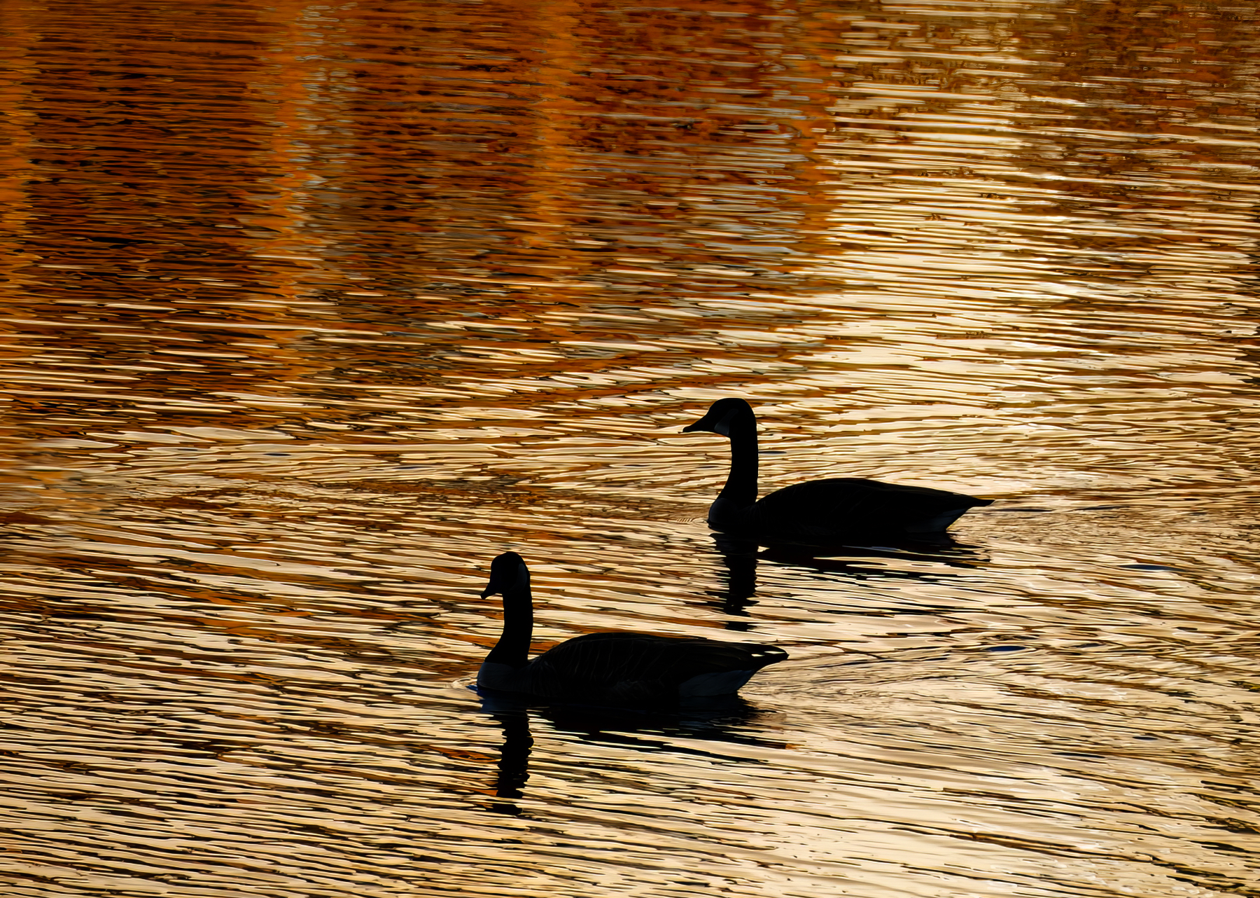 On Golden Pond.jpeg