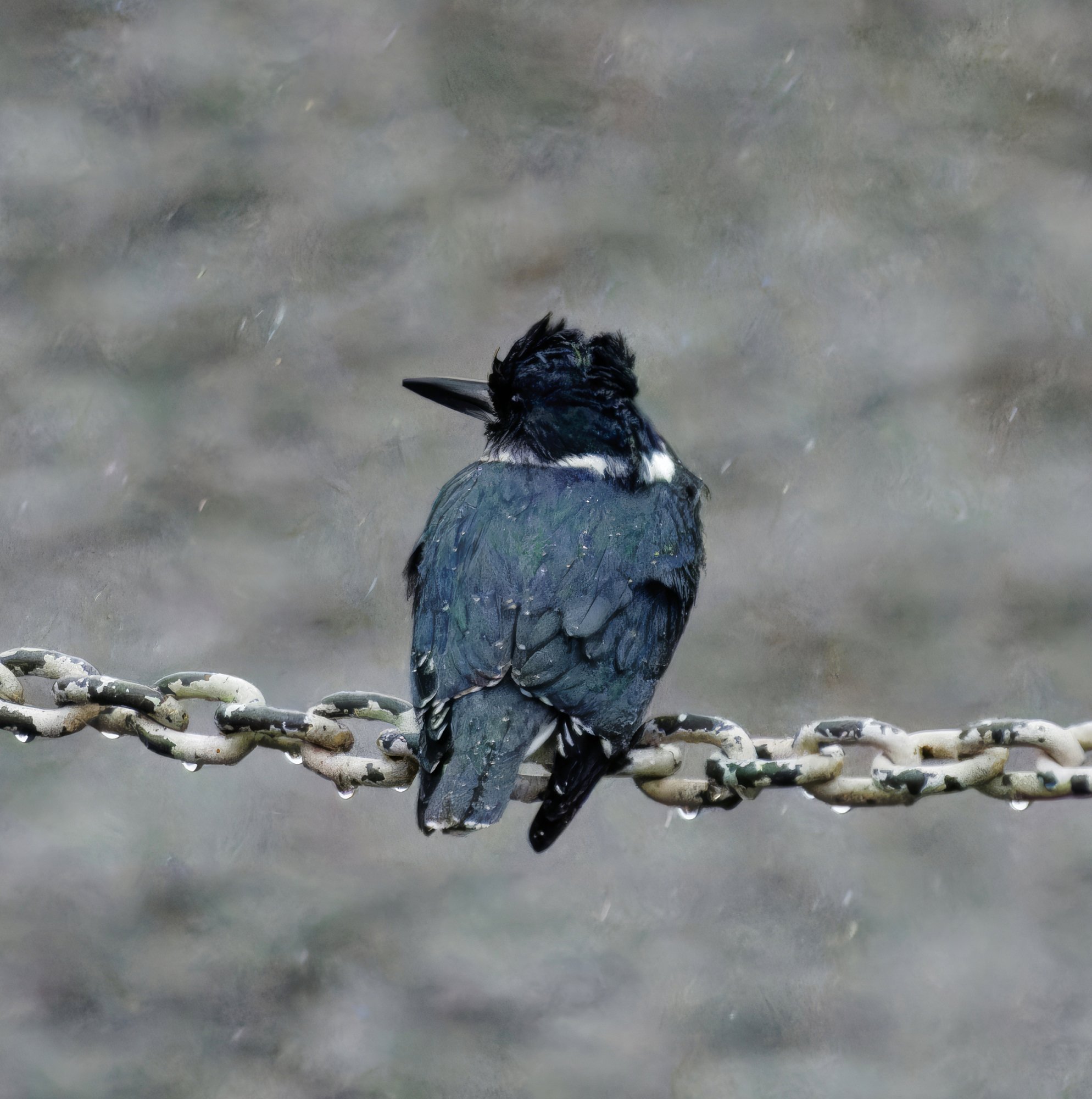 One Wet Kingfisher in the Rain.jpeg