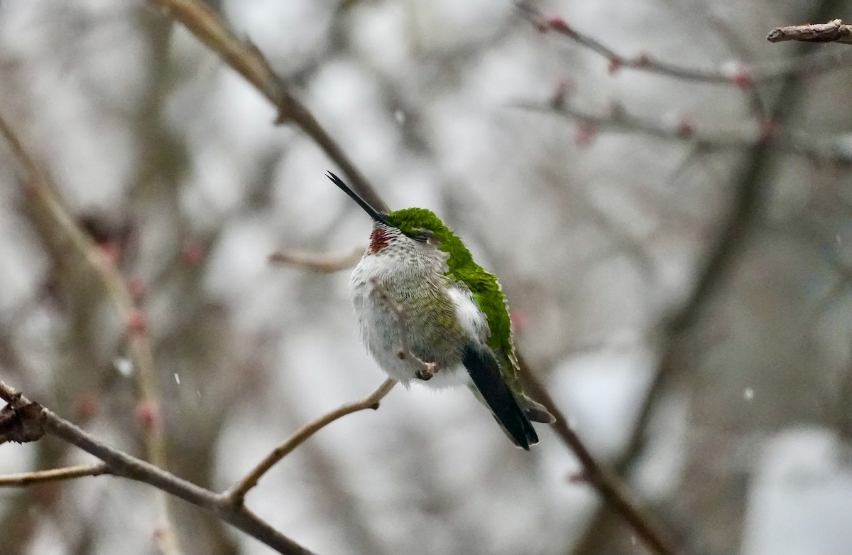 Open beak hummingbird.jpeg