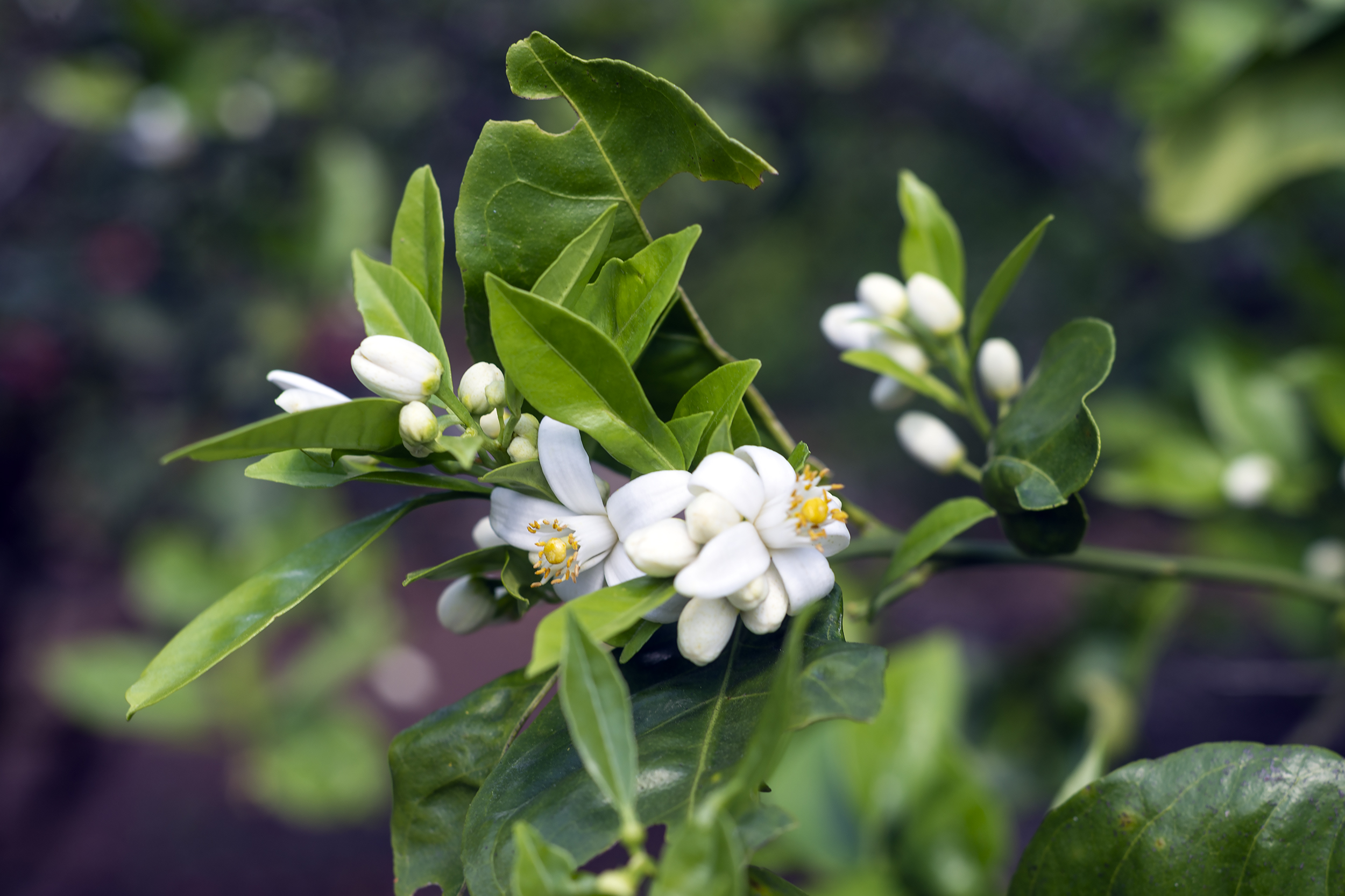 Orange blossom-2500px.jpg