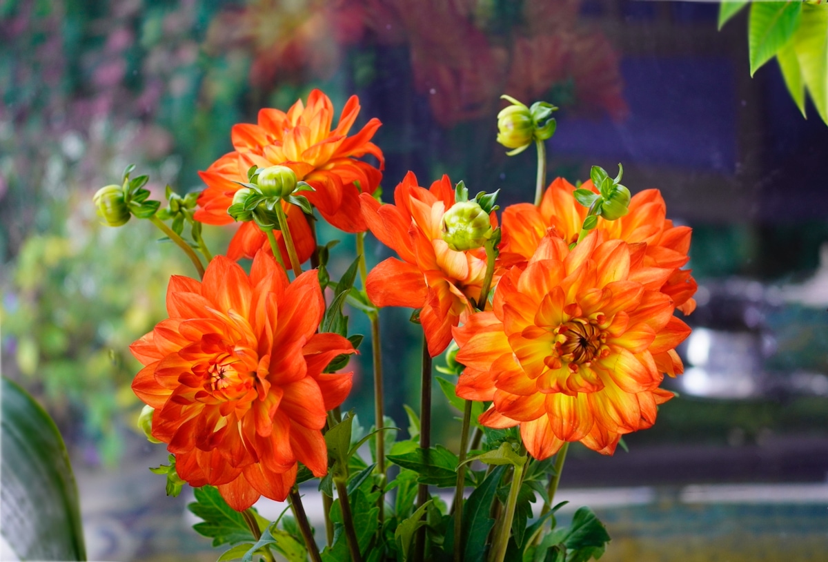 Orange dahlia.jpeg