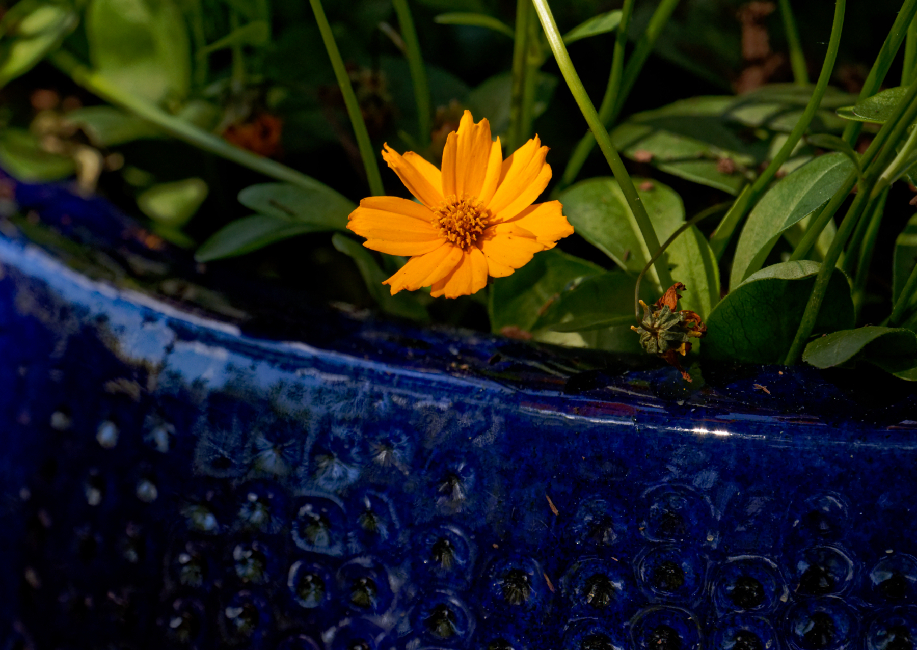 Orange Flower, Blue Pot.jpeg