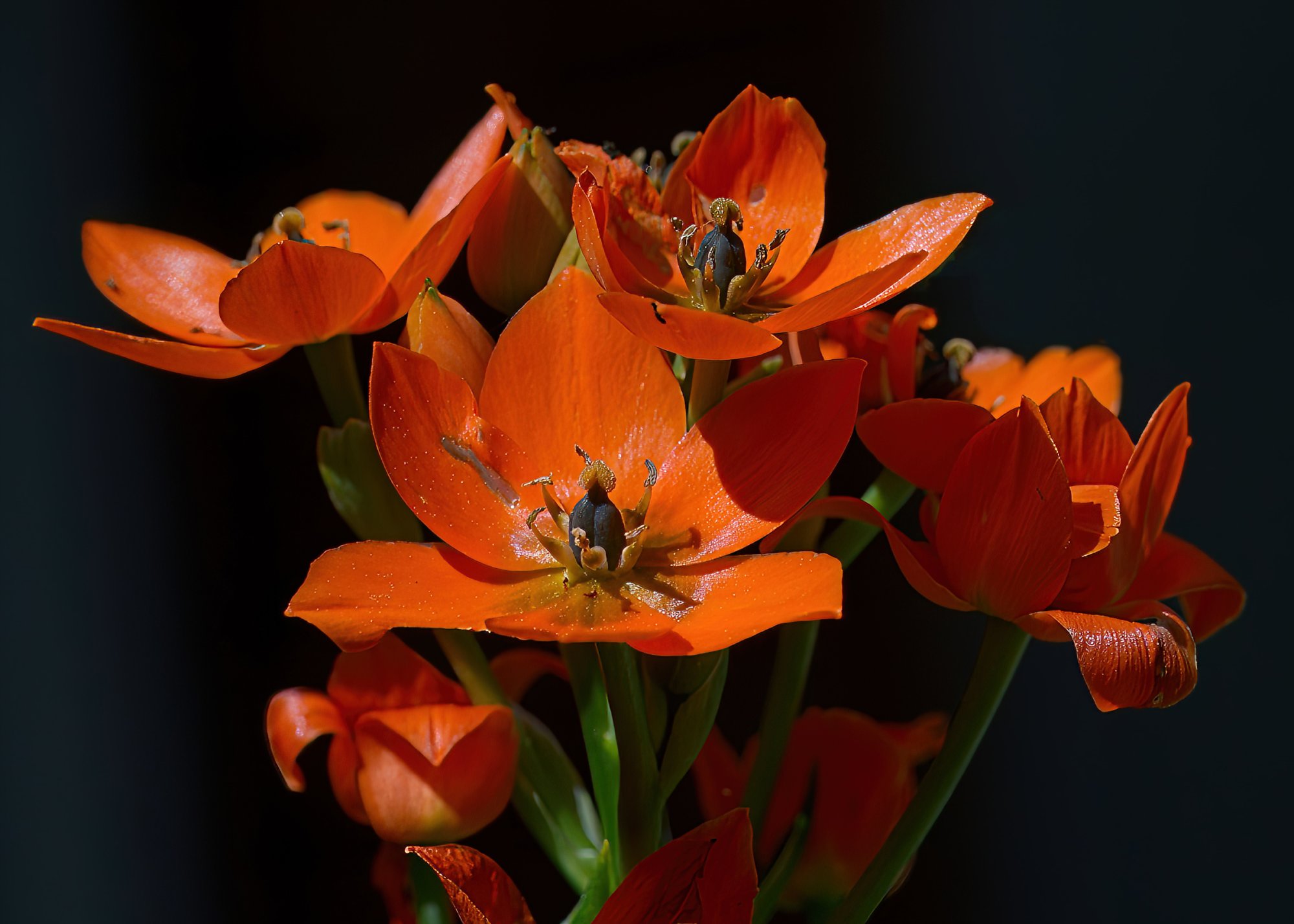 Orange Flowers in the Spring.jpg