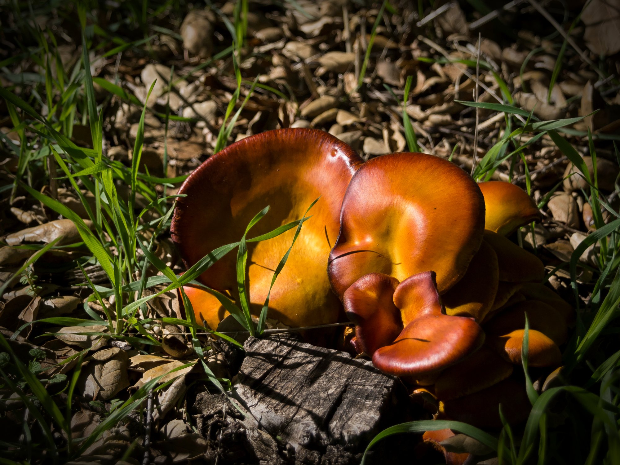 orange fungi 2865 01.09.23 xv2.jpg