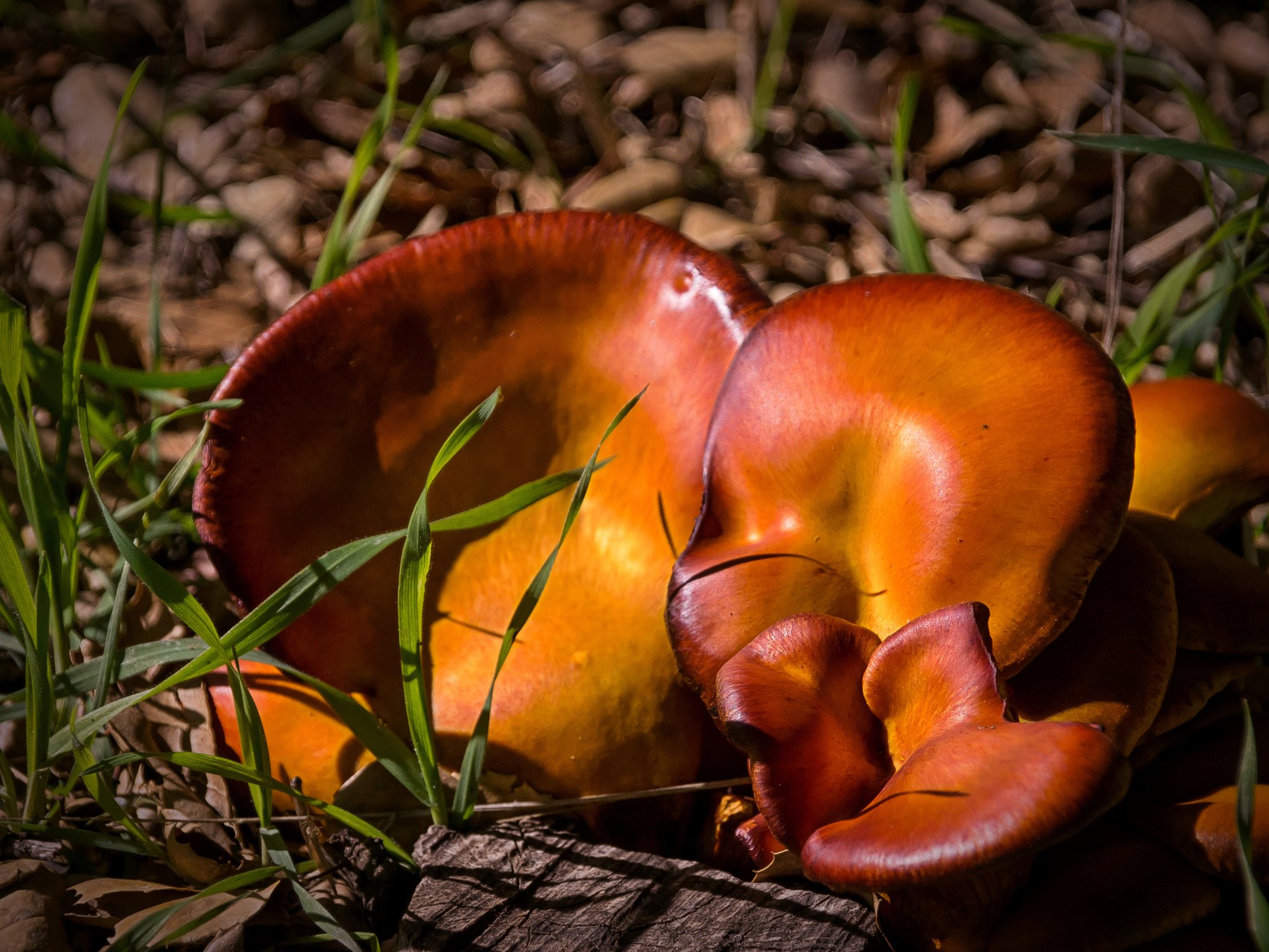 orange fungi 2866 01.09.23 xv2.jpg