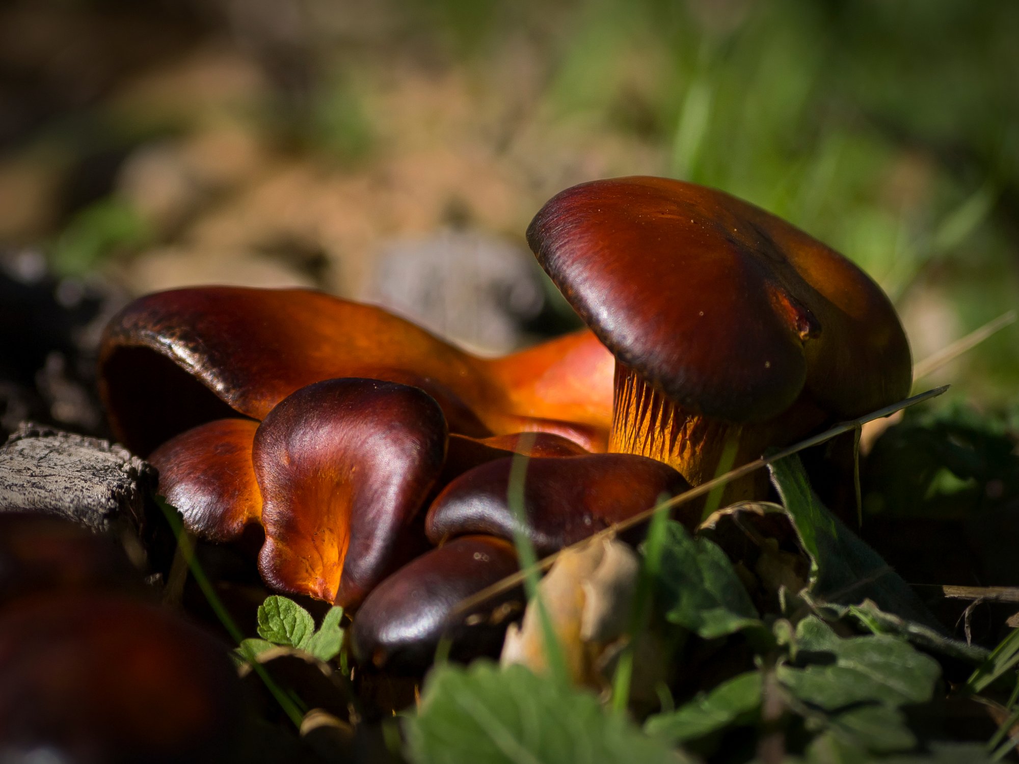 orange fungi 2922 01.09.23 xv.jpg