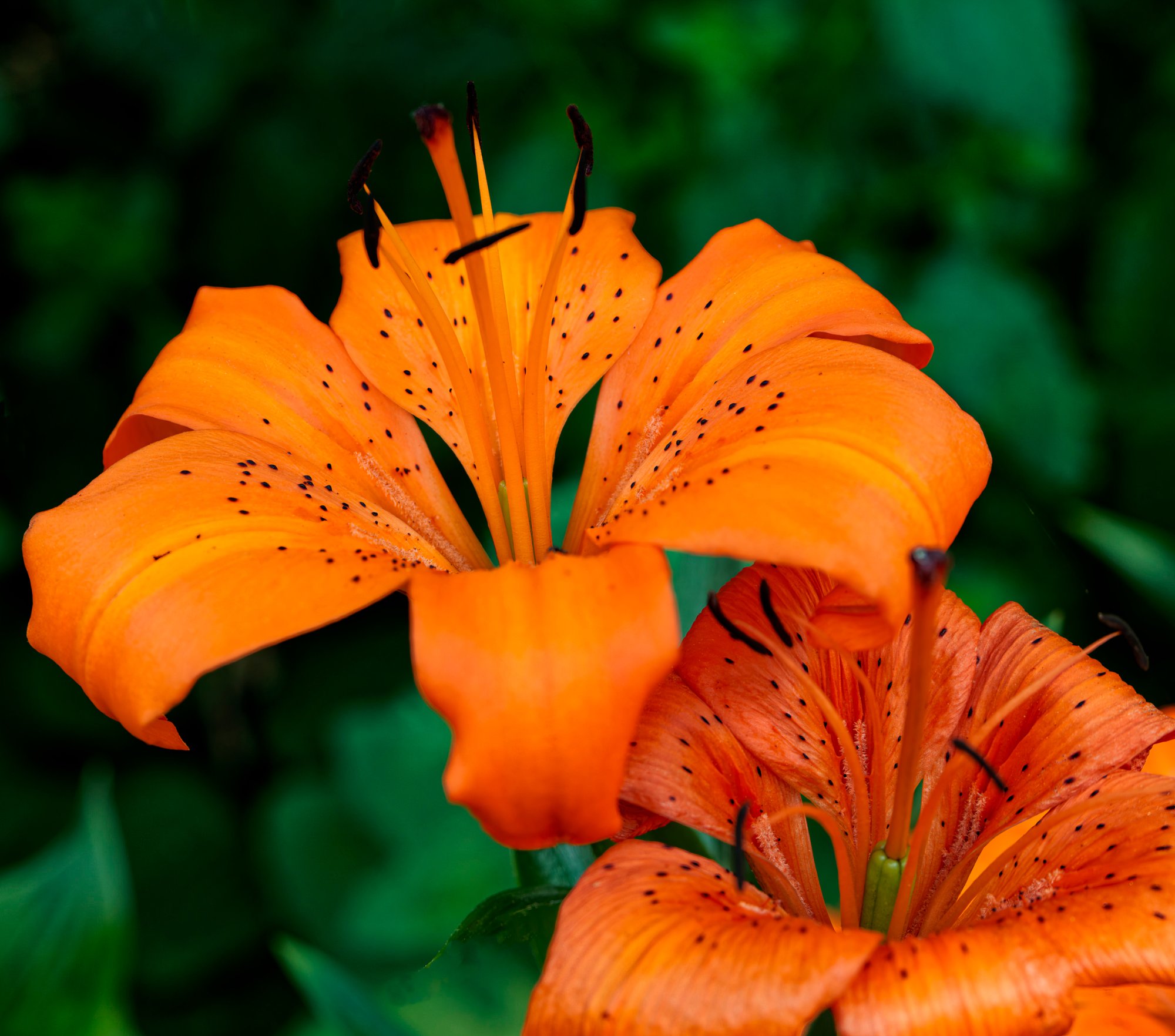 Orange Lilies.jpeg