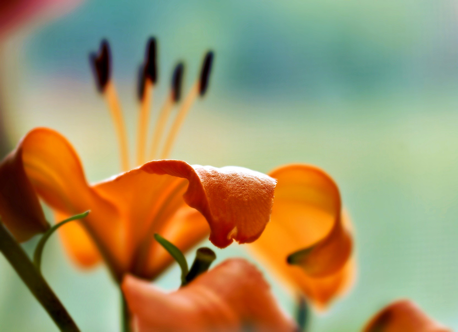 Orange Lilly and Friends.jpeg