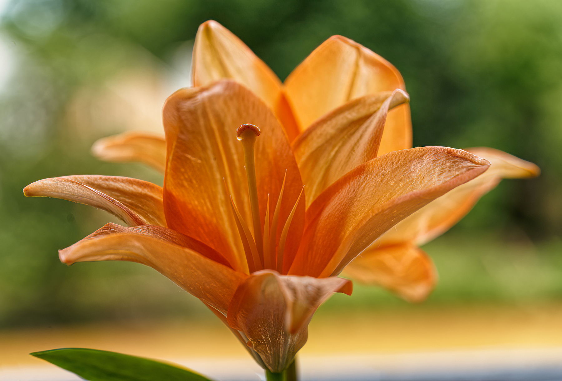 Orange Lily With Teardrop.jpeg