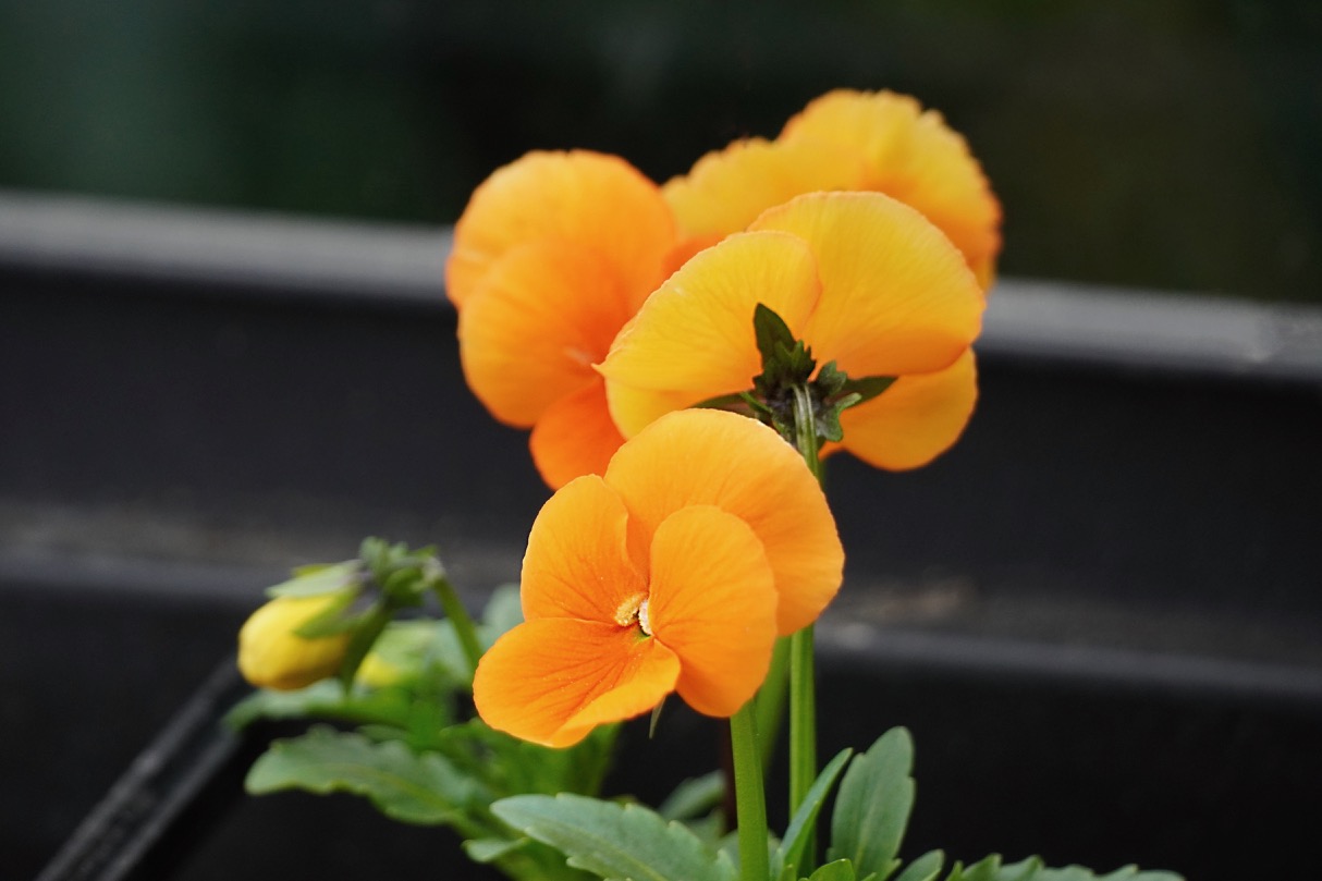 Orange pansy.jpg