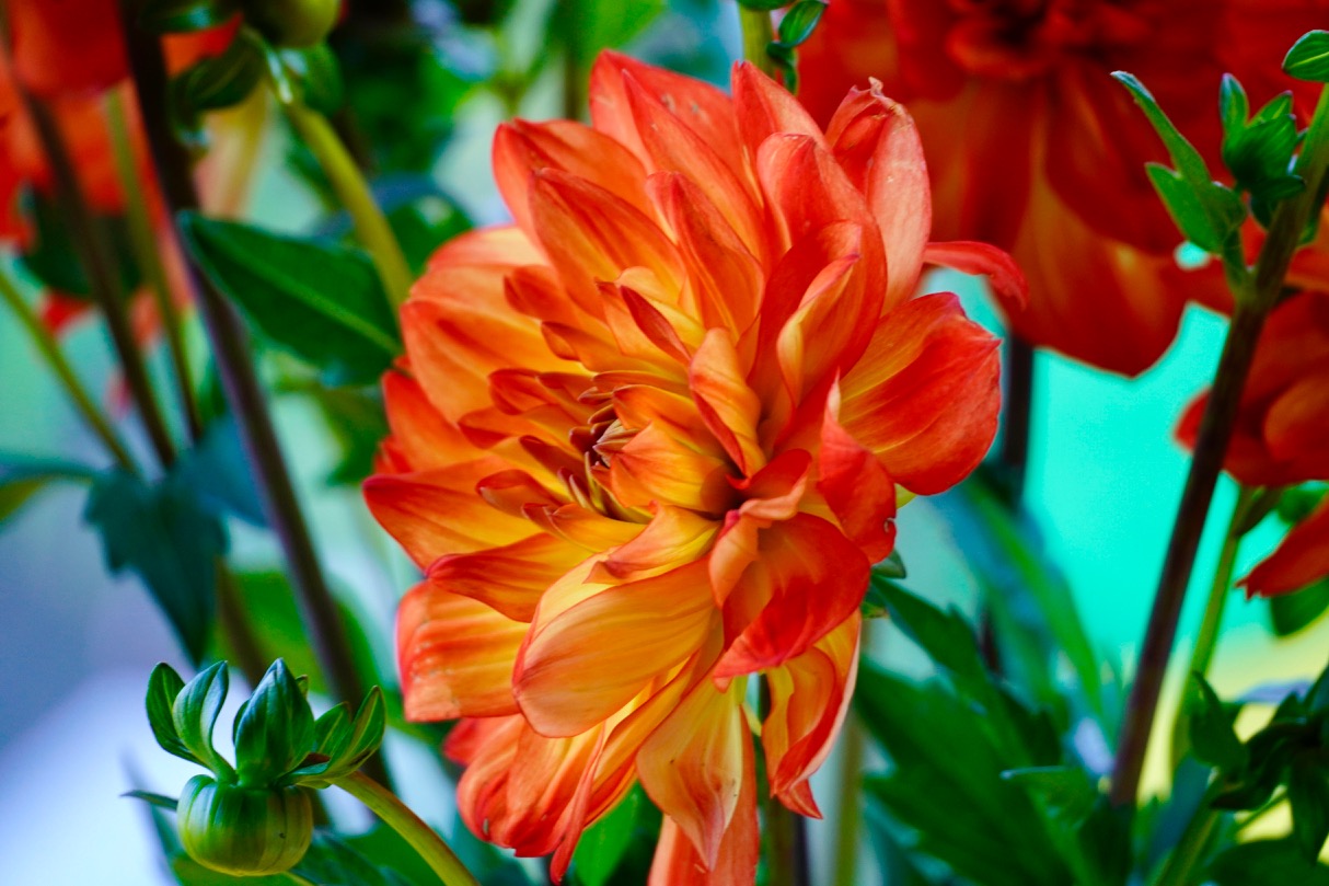 Orange-Red Dahlia.jpg