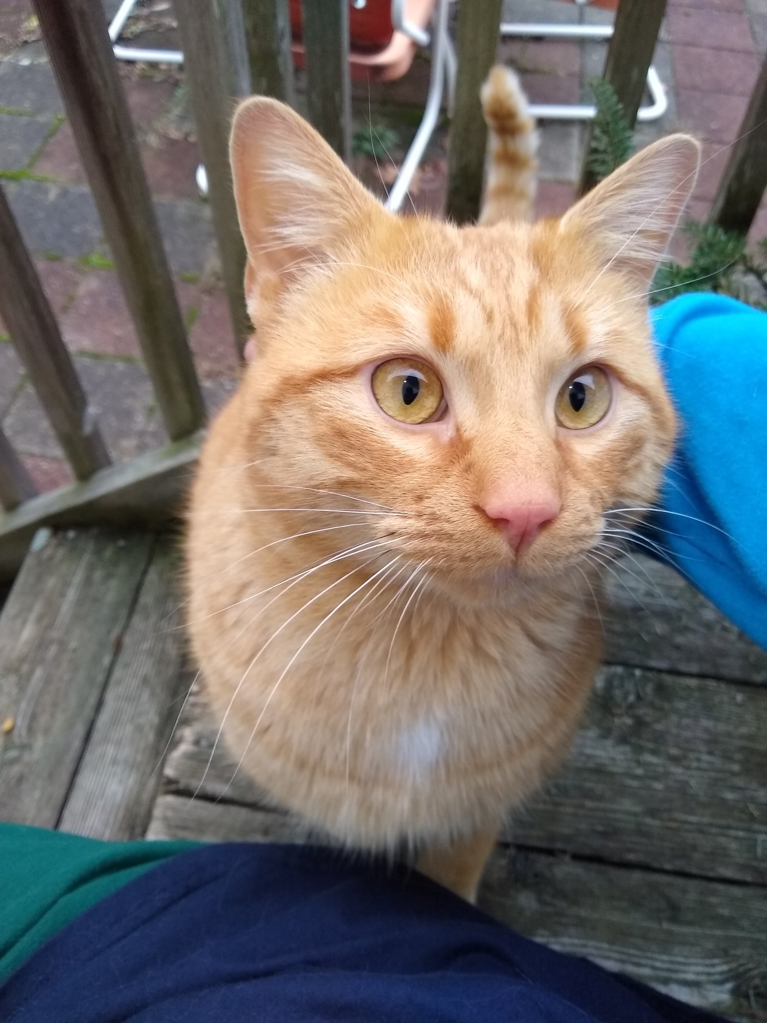 Orange stray on back porch.jpg