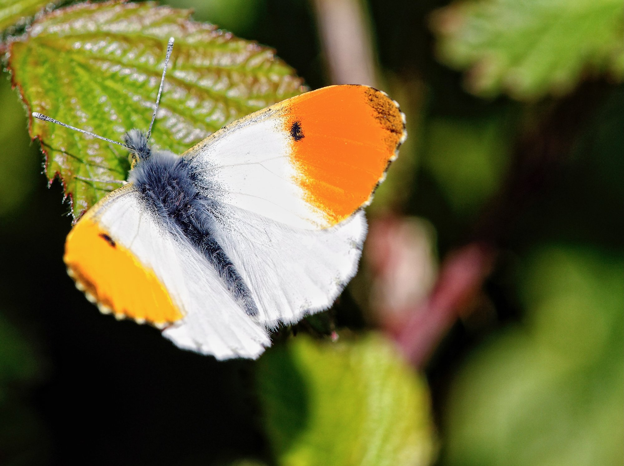 OrangeTip.jpeg