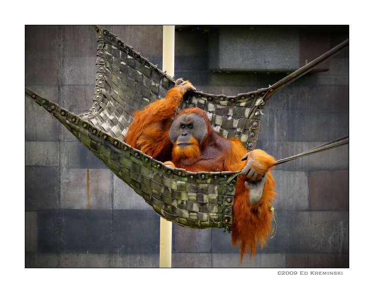 OrangutanInHammock.jpg