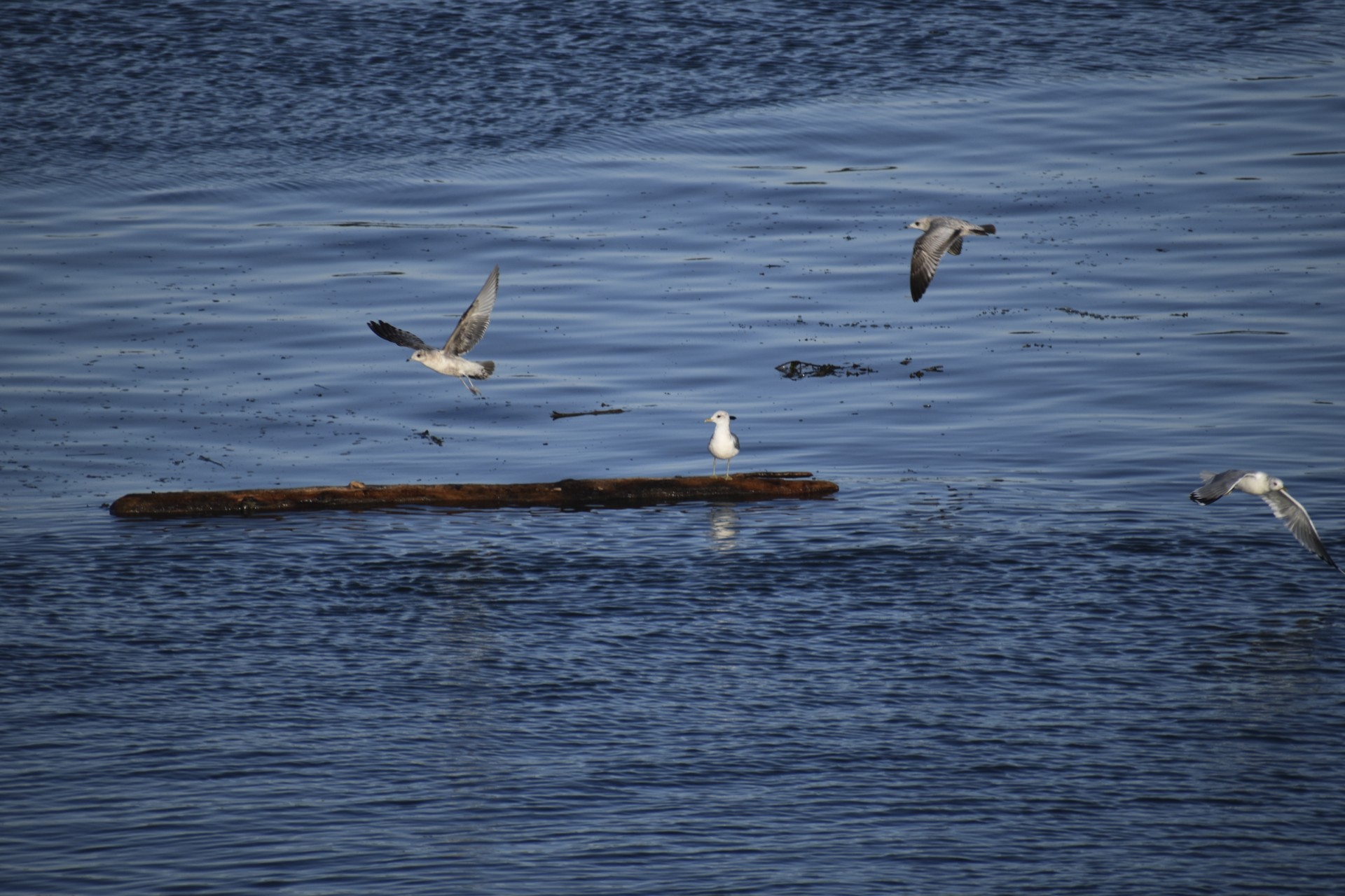 orcas_island_gulls_log_lopez_sound.jpg