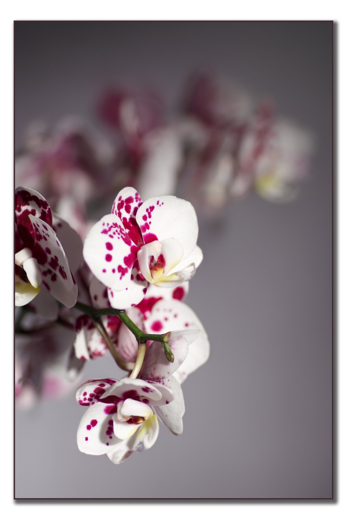 orchid - 1.jpeg