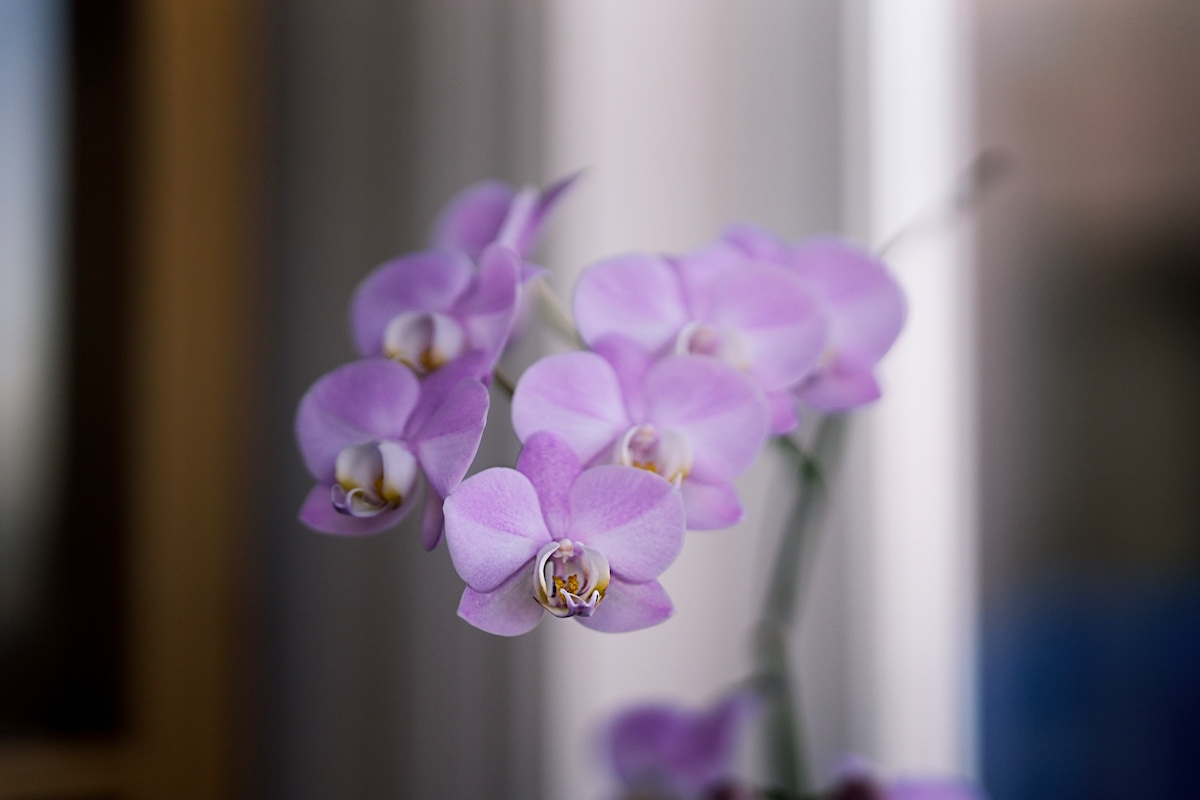 Orchid.jpeg