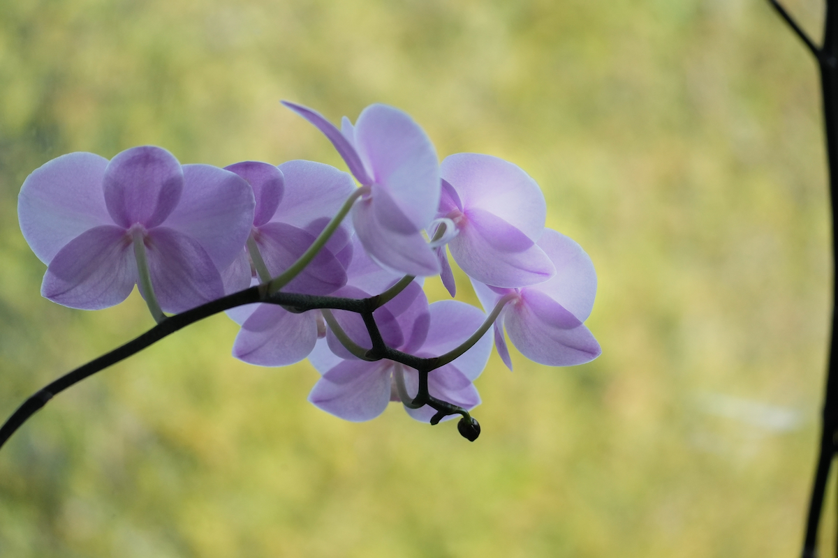 Orchids.jpeg