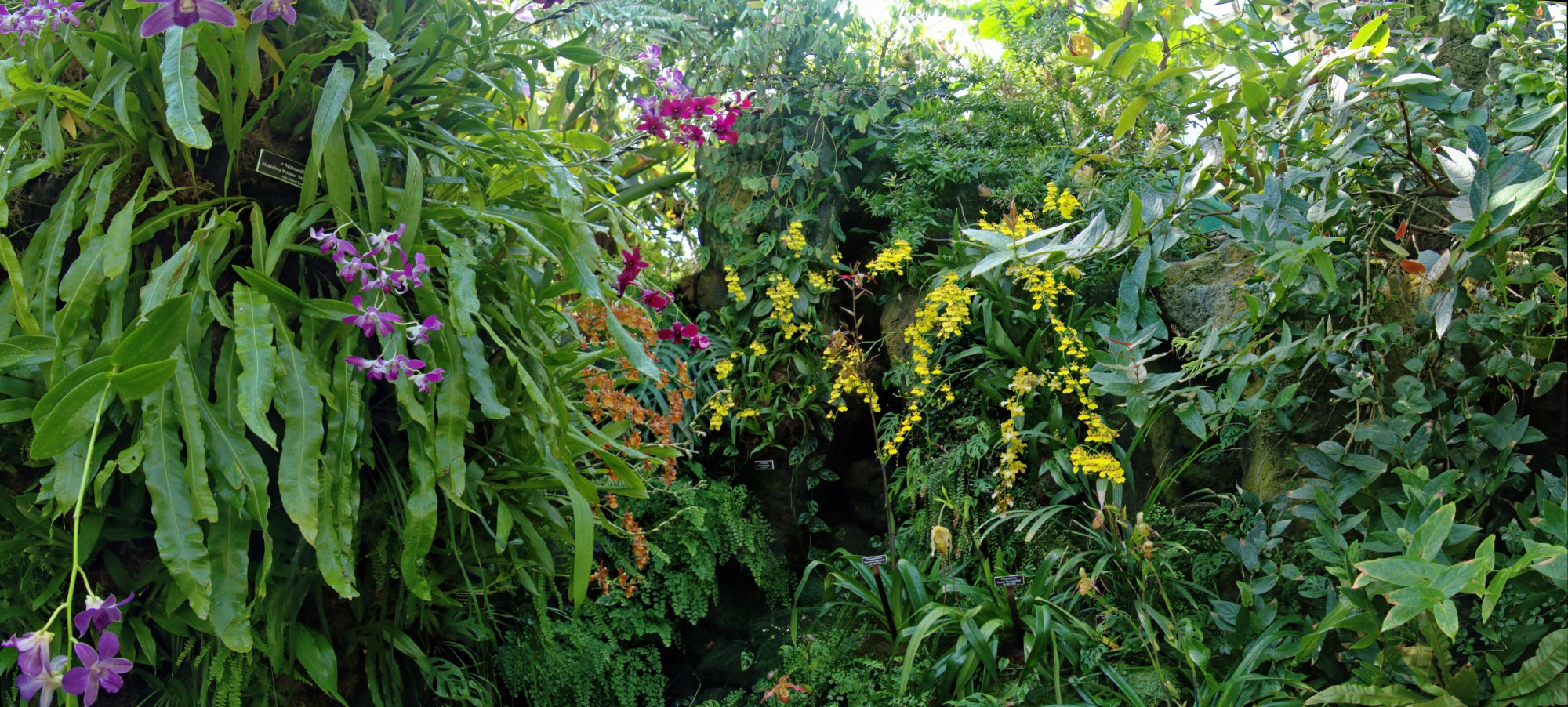 orchids13shotpano.jpg