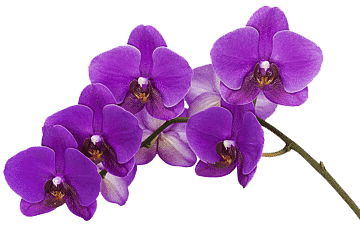 Orchids2.png