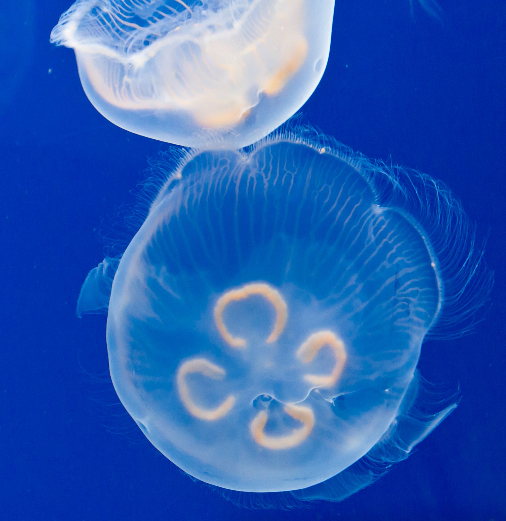 Oregon Coast Aquarium.jpg