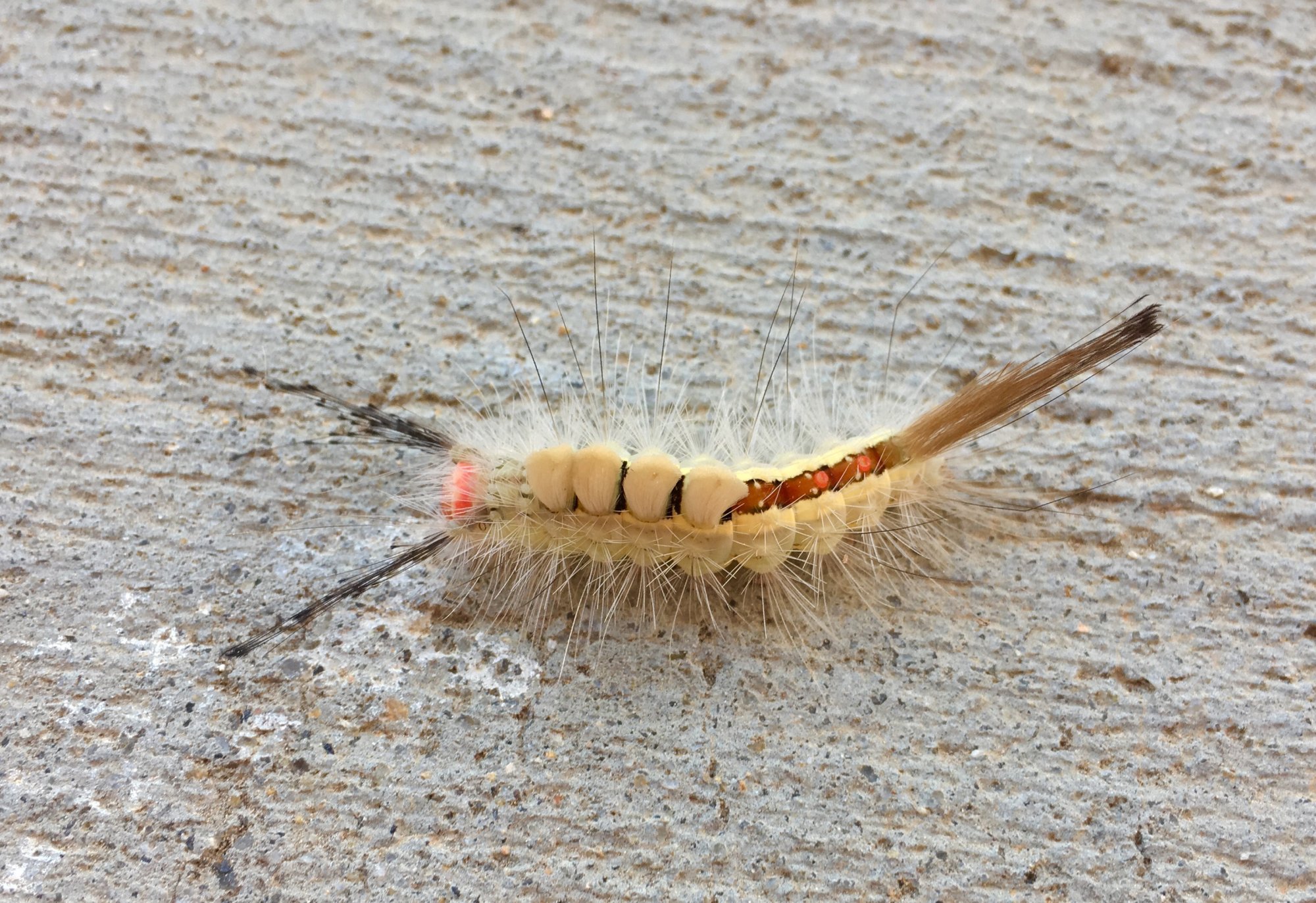 Orgyia Leucostigma - Caterpillar.jpg