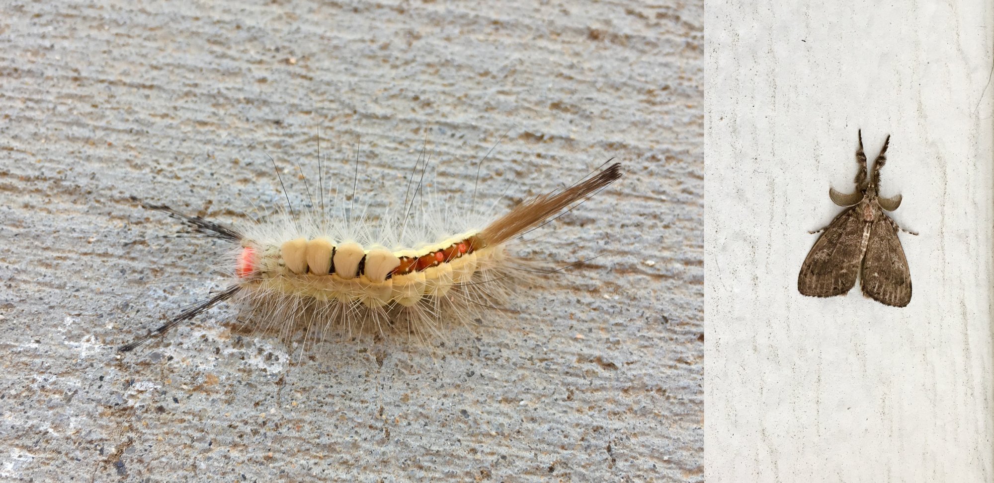 Orgyia Leucostigma - Caterpillar to Moth.jpg