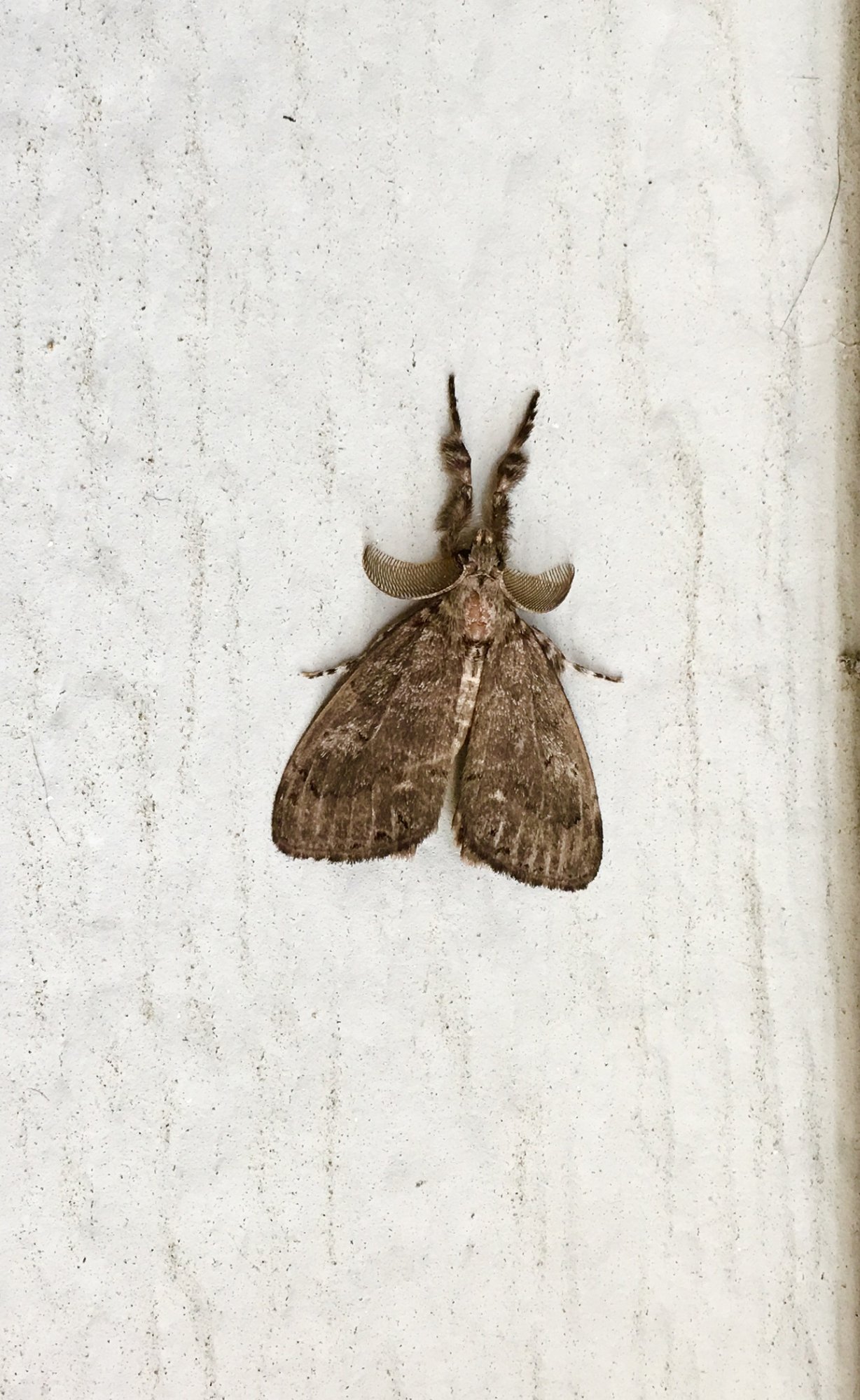 Orgyia Leucostigma - Moth.jpg