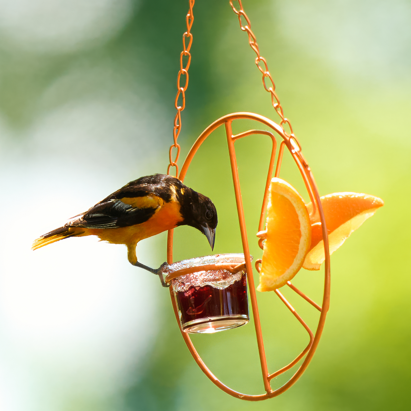 oriole-0186-24-06-27.jpg