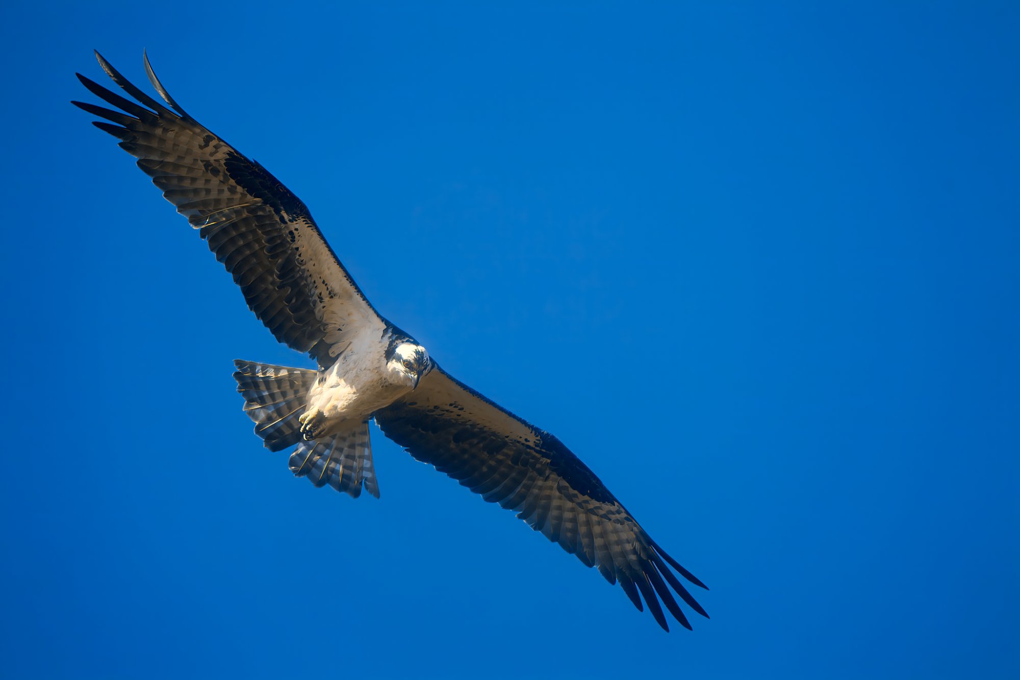 osprey-0343-24-09-02.jpg