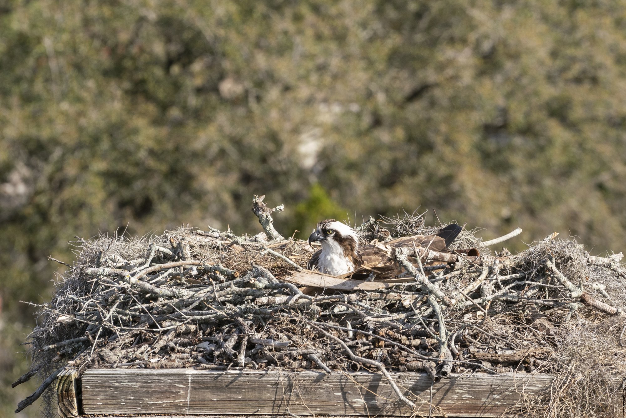 Osprey 2021 - 2500px-5.JPG