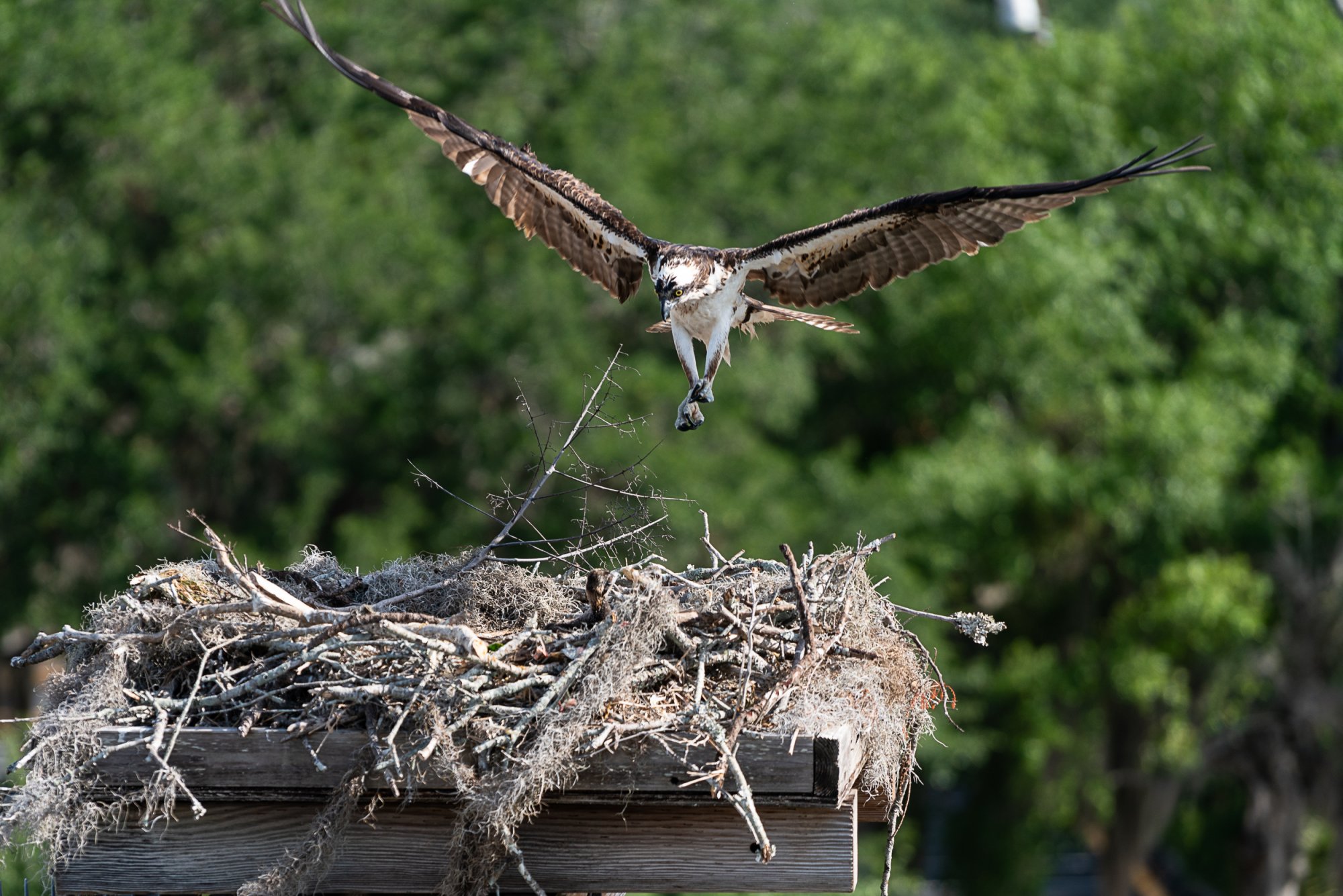 Osprey 2500px-1.JPG