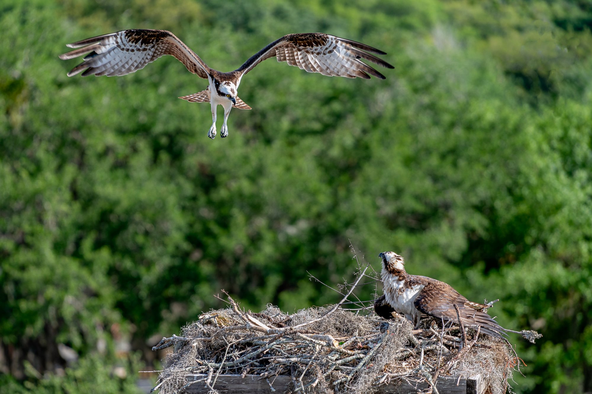 Osprey 2500px-3.JPG