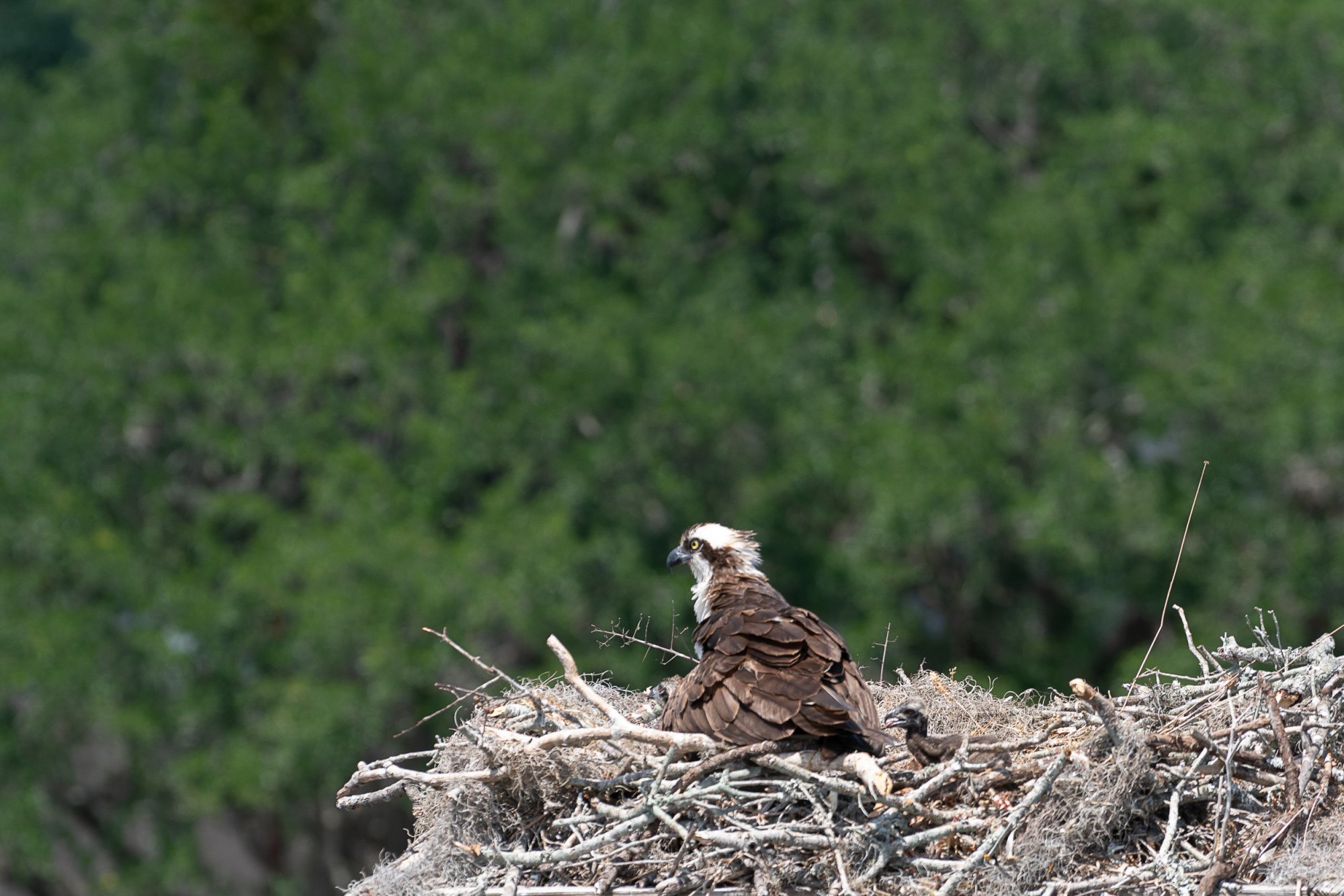 Osprey 2500px-6.JPG